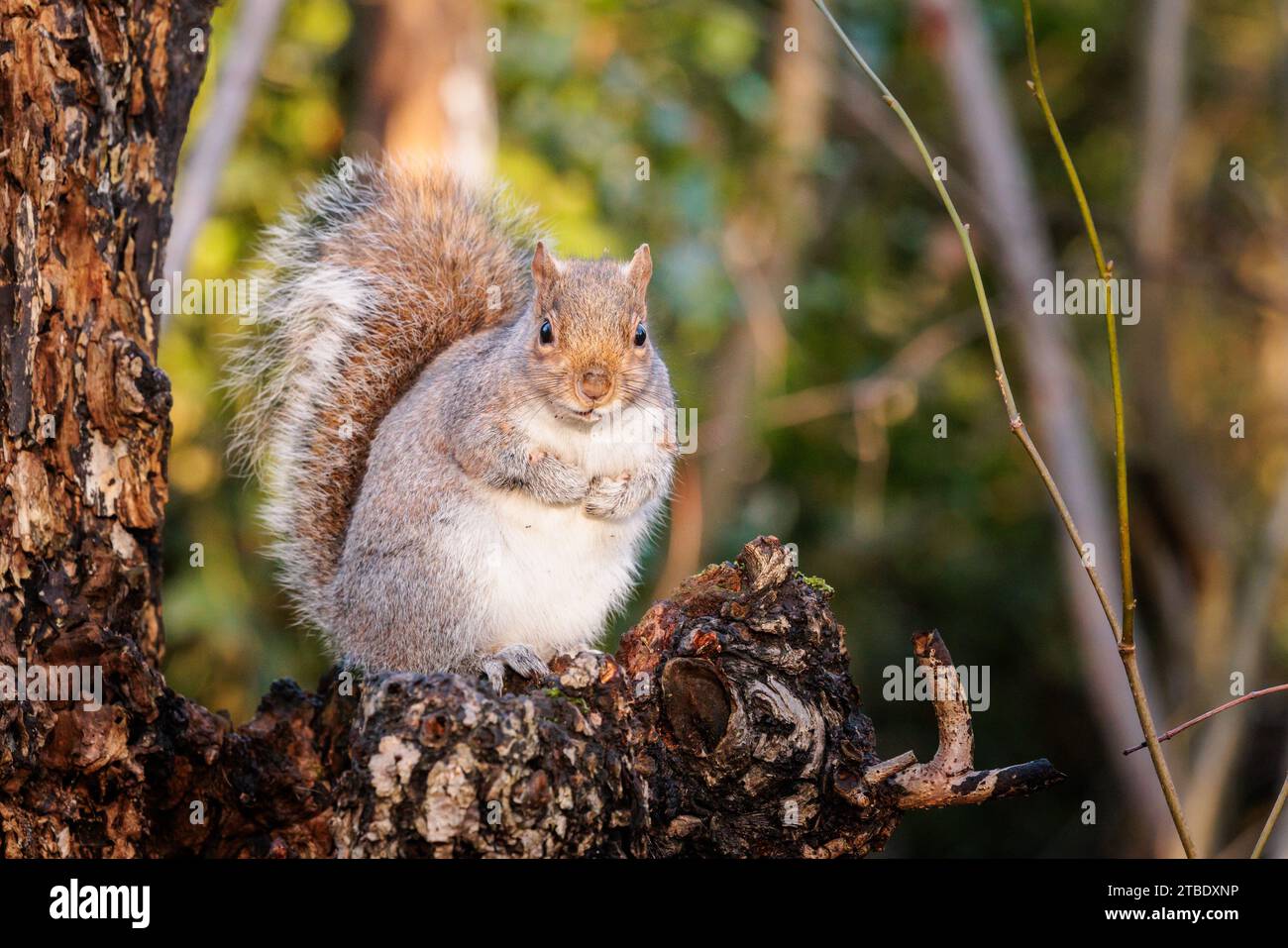 Grey Squirrel (Sciurus carolinensis) perched on a log in the late autumn woodland. Photo by Amanda Rose/Alamy Stock Photo