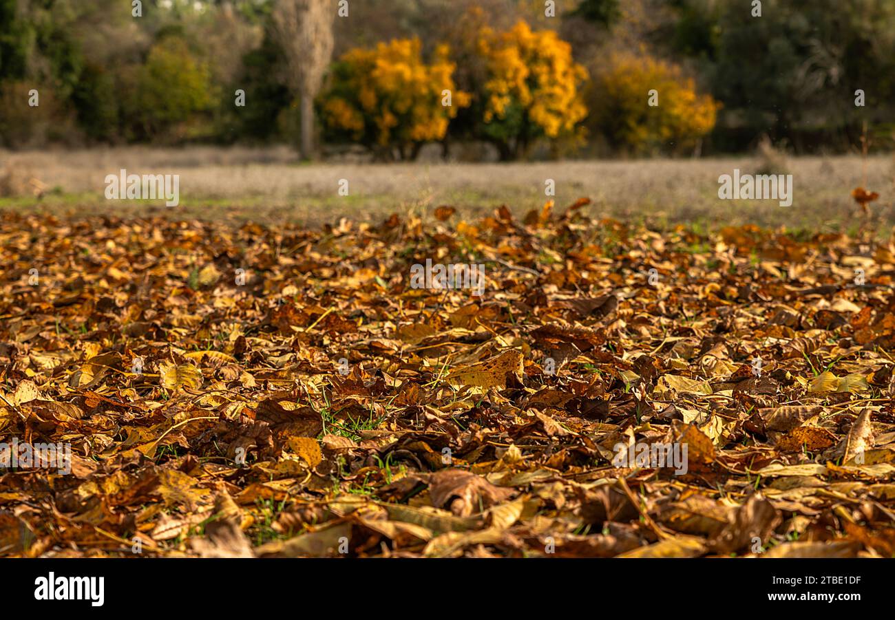 Fallen leaves yellowing trees hi-res stock photography and images - Alamy
