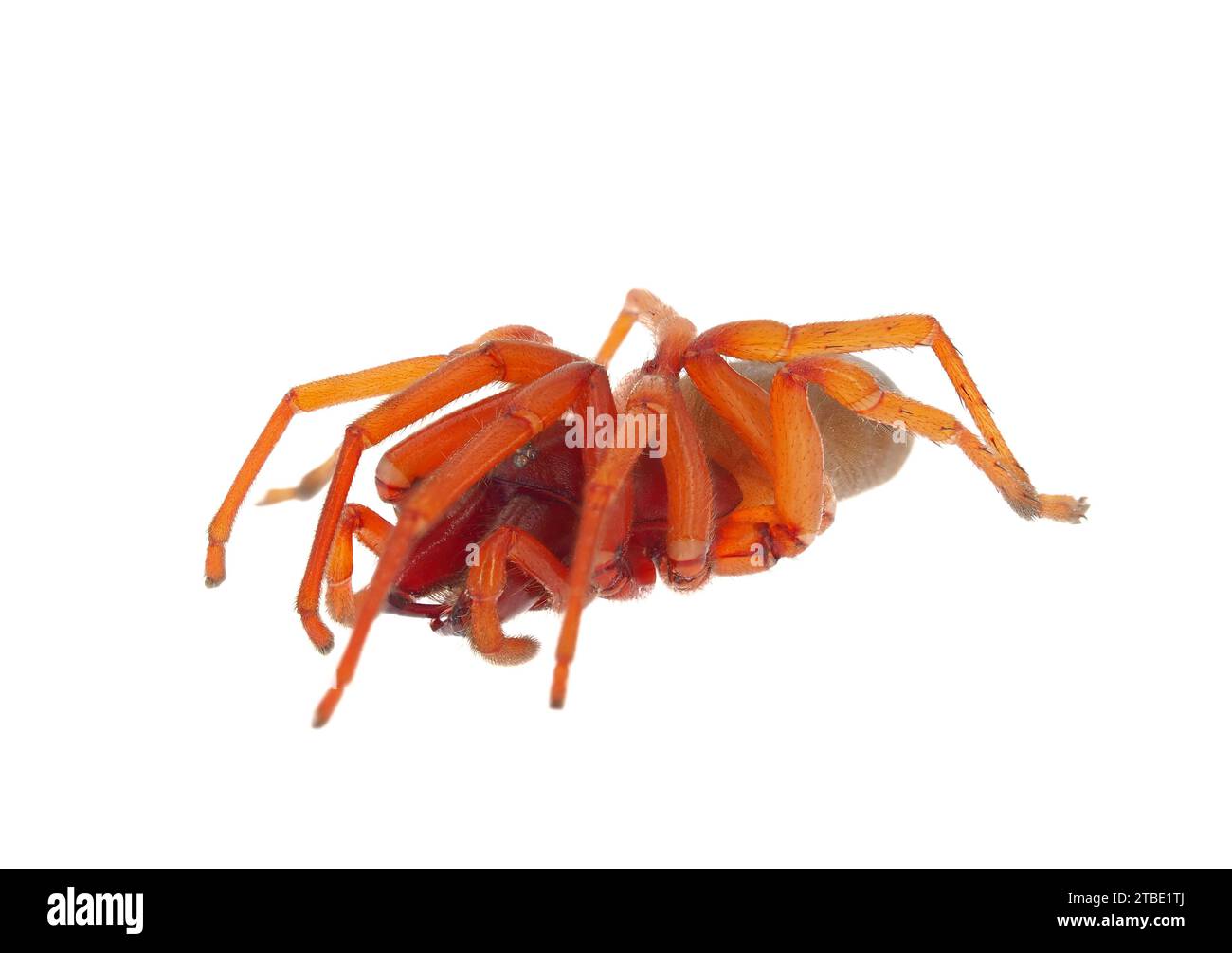 Woodlouse spider isolated on white background, Dysdera crocata Stock Photo