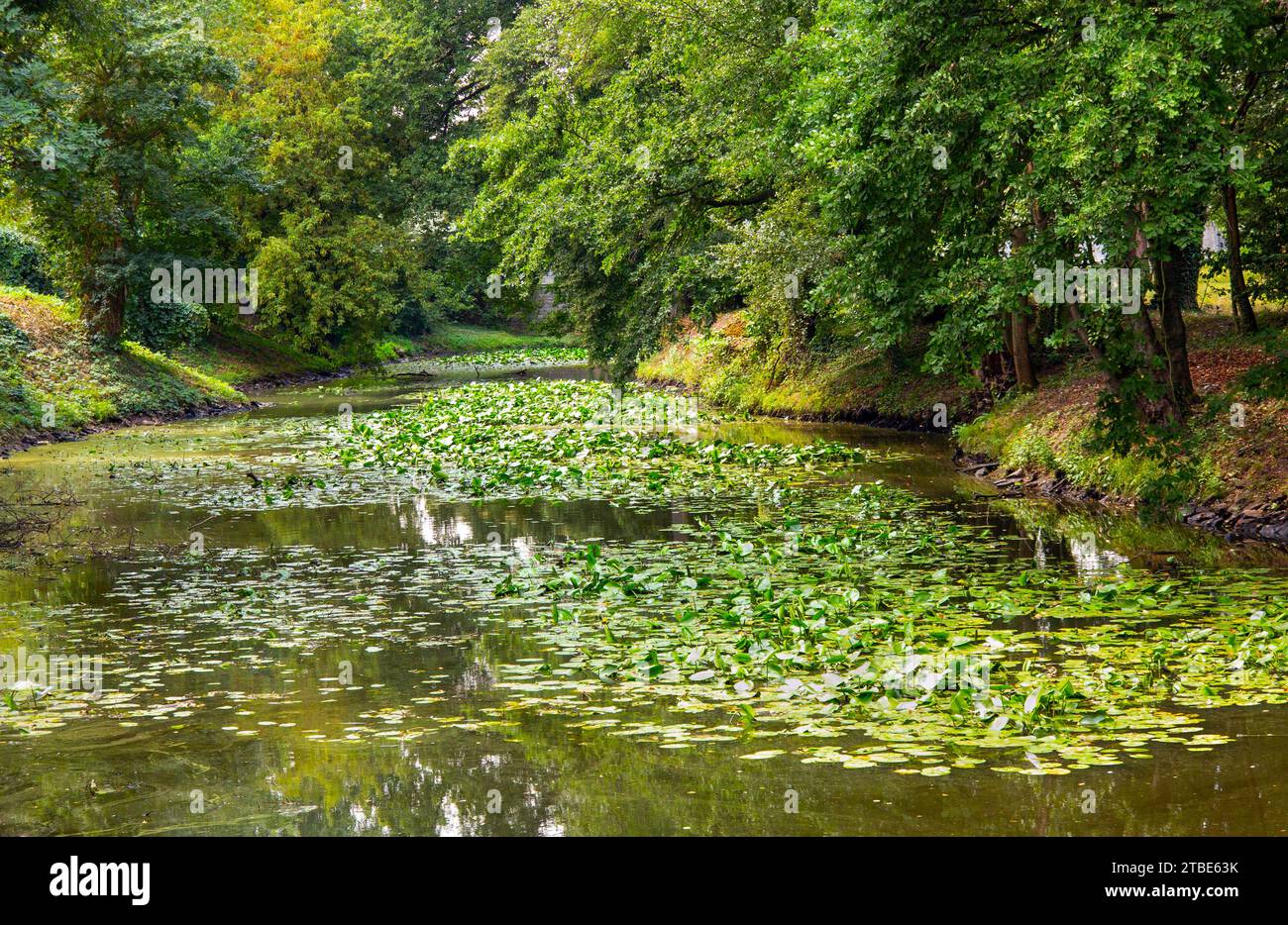 Hemingbrough Pond Aquatic plants water lilies hi-res stock photography and images - Alamy