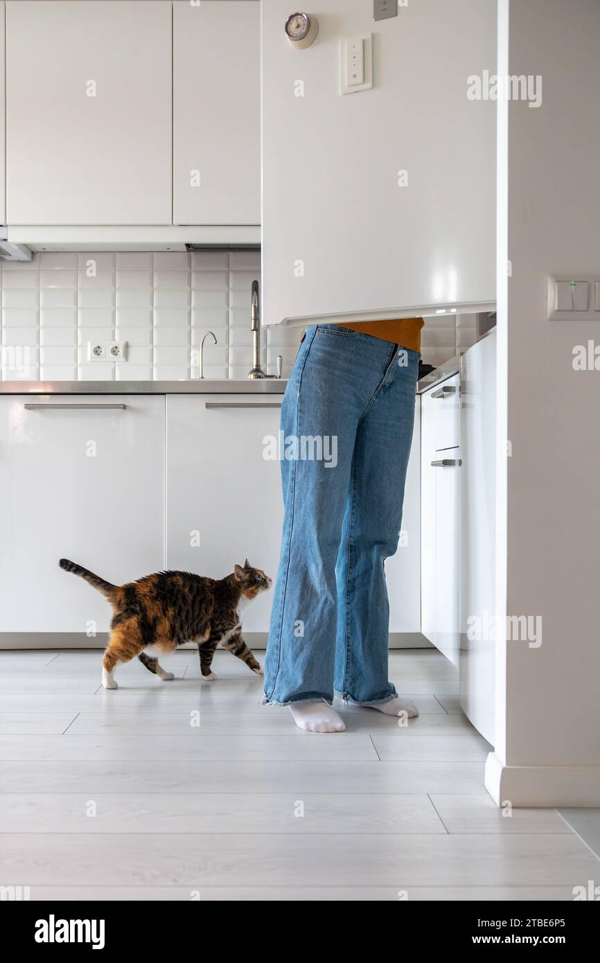 Feline friend of pet lover looking into opened fridge, fawning, waiting for sausage, tasty meal Stock Photo