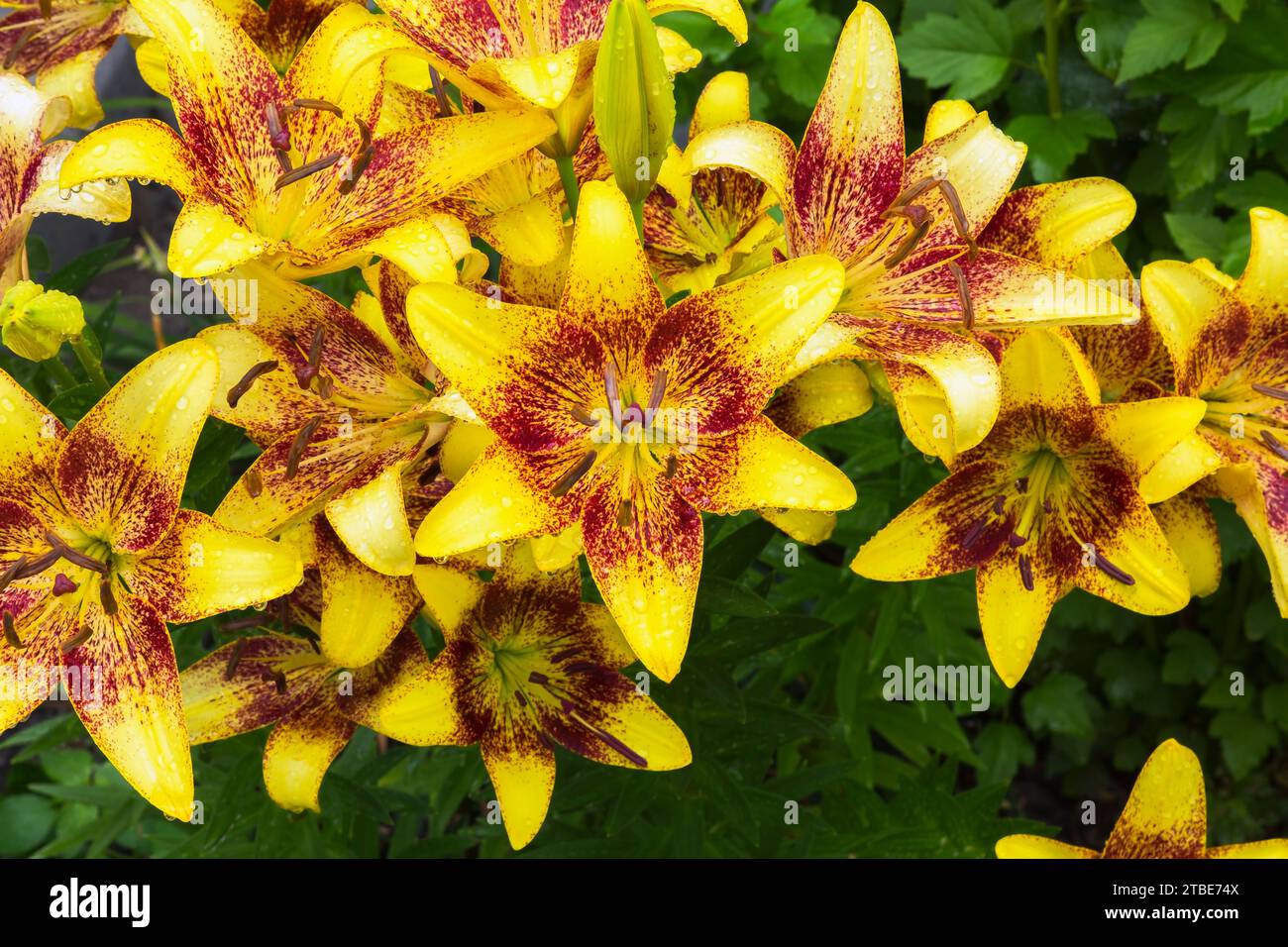 Yellow and crimson red Lilium - Lily flowers in summer. Stock Photo