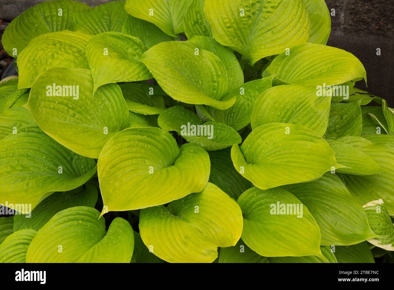 Hosta covered with raindrops in summer. Stock Photo