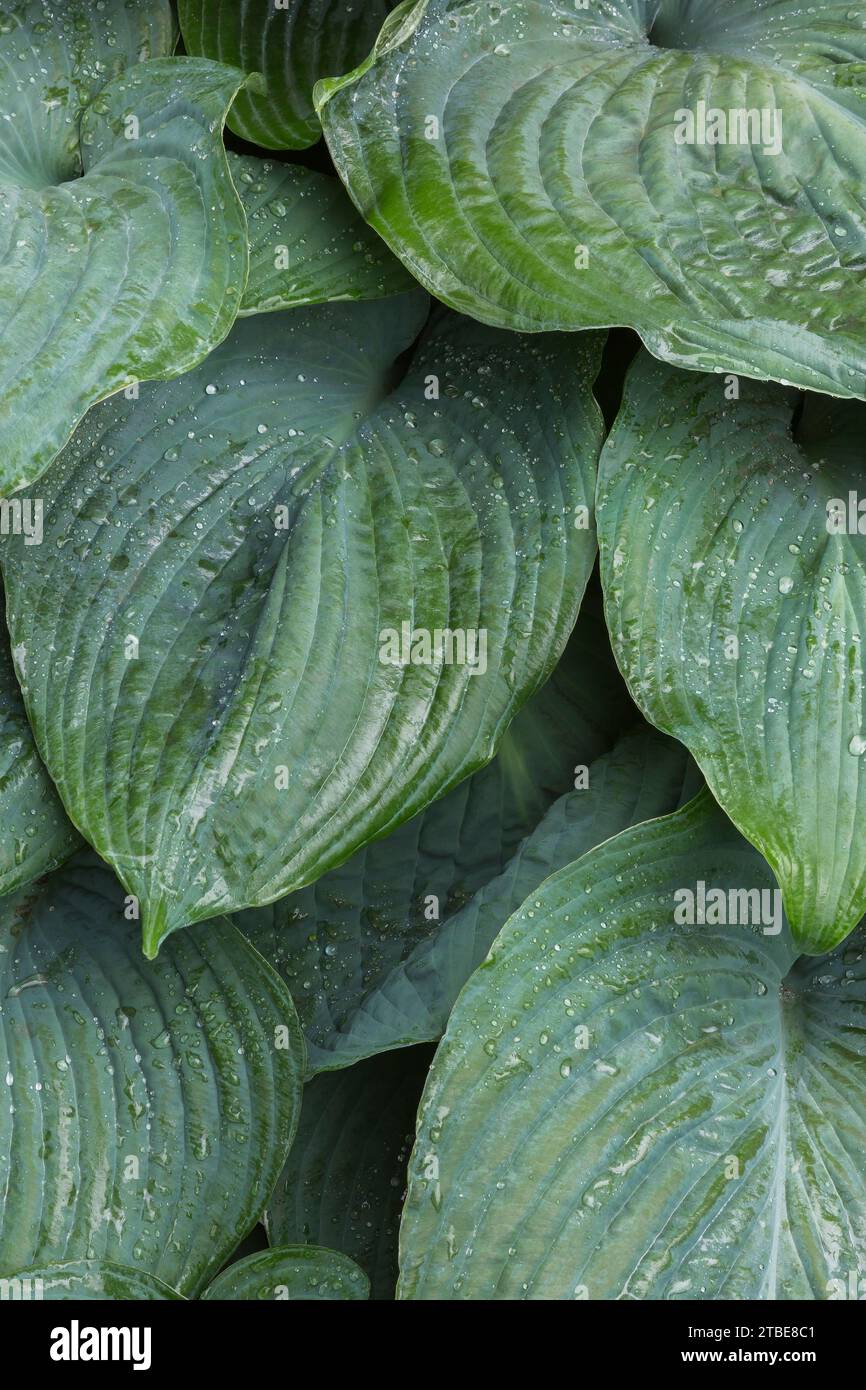 Hosta leaves covered with raindrops in summer. Stock Photo