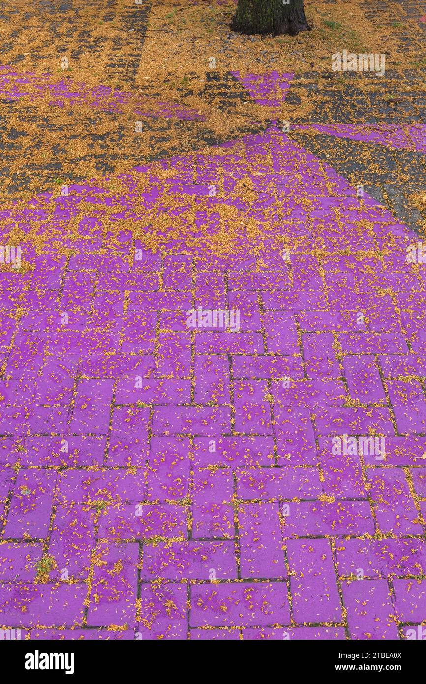 Purple painted paving stones covered with fallen shedded deciduous tree