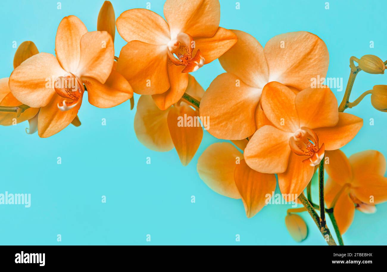 An orange orchid branch on a blue background. Stock Photo