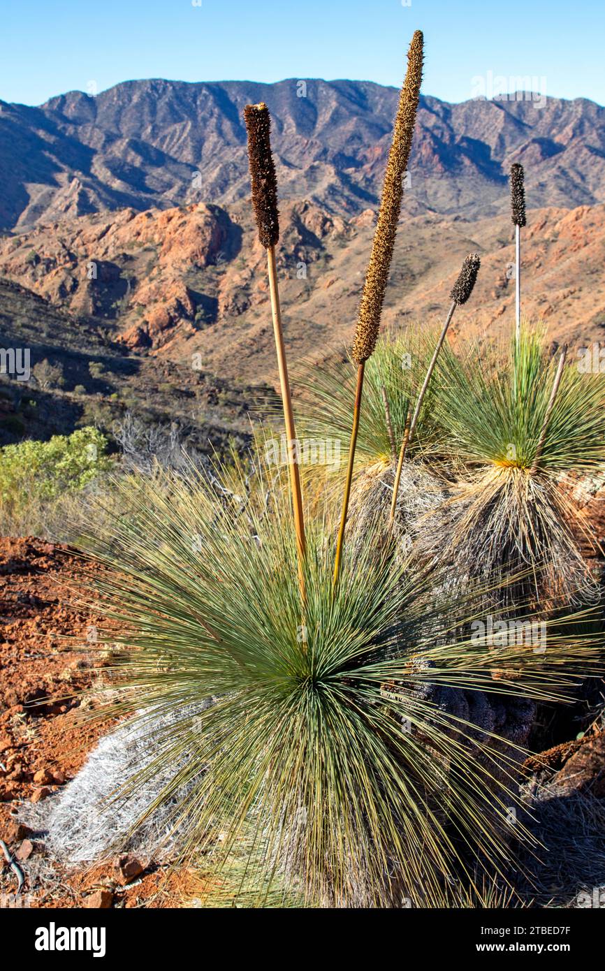 Grass trees in the mountains of Arkaroola Wilderness Sanctuary Stock Photo