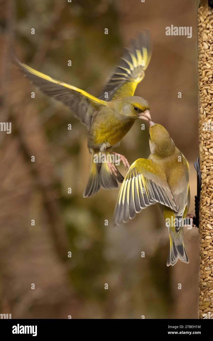 Two greenfinches are captured at a seed feeder. One os perched and the other is in flight with wings spread being fed. Their beaks are touching Stock Photo