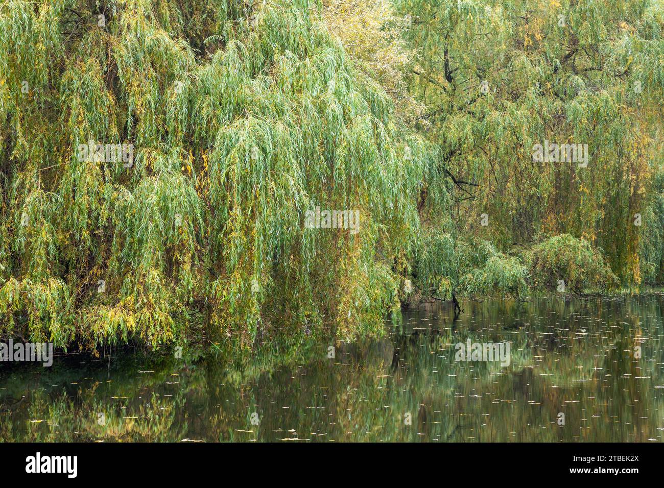 colorful willows around the lake, willows and trees near the water
