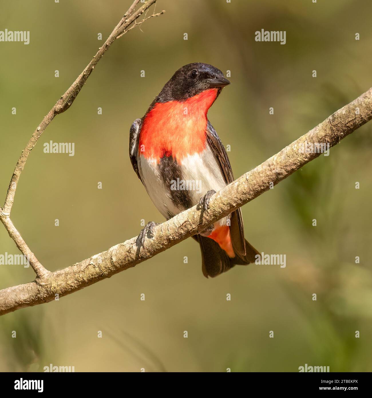The mistletoebird (Dicaeum hirundinaceum) a very small but quite amazing little song bird. relies for the most part on mistletoe berries for its diet, Stock Photo