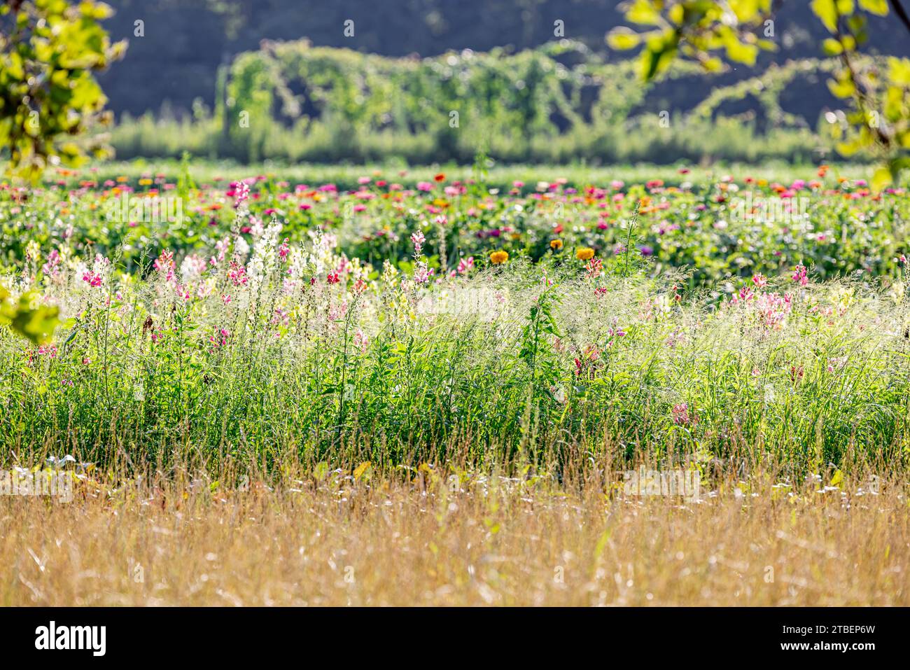 sagaponack landscape of field with blooming flowers Stock Photo