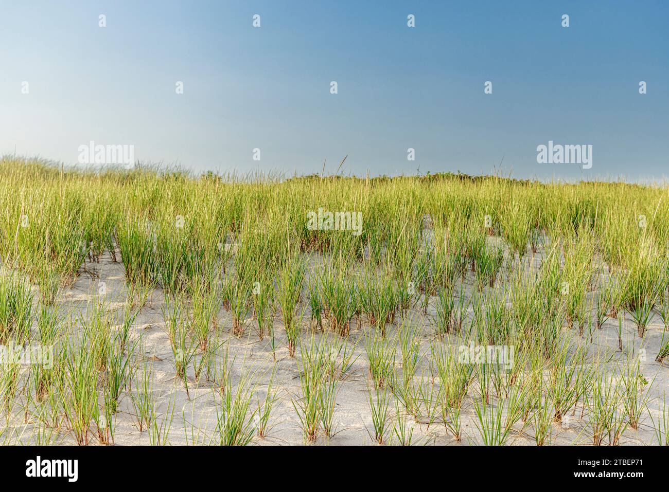 detail image of a section of a dune at the beach Stock Photo