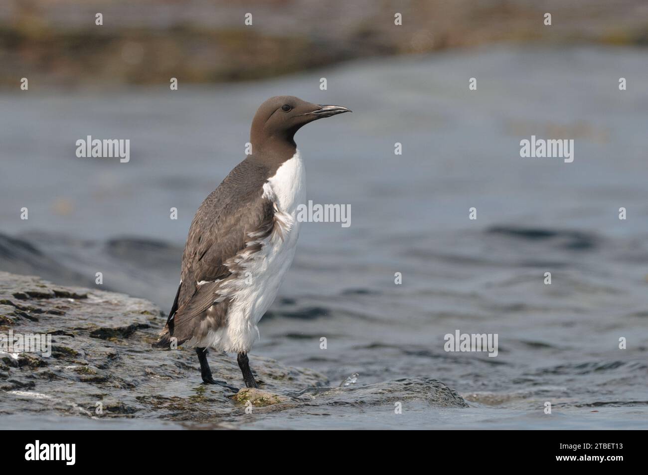 Common Murre on the edge a rock Stock Photo