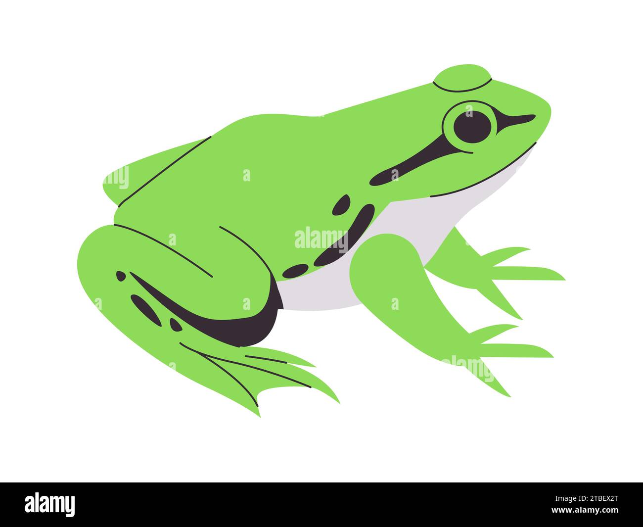 green and black color toad or frog wild nature environment small animal and webbed foot creature Stock Vector