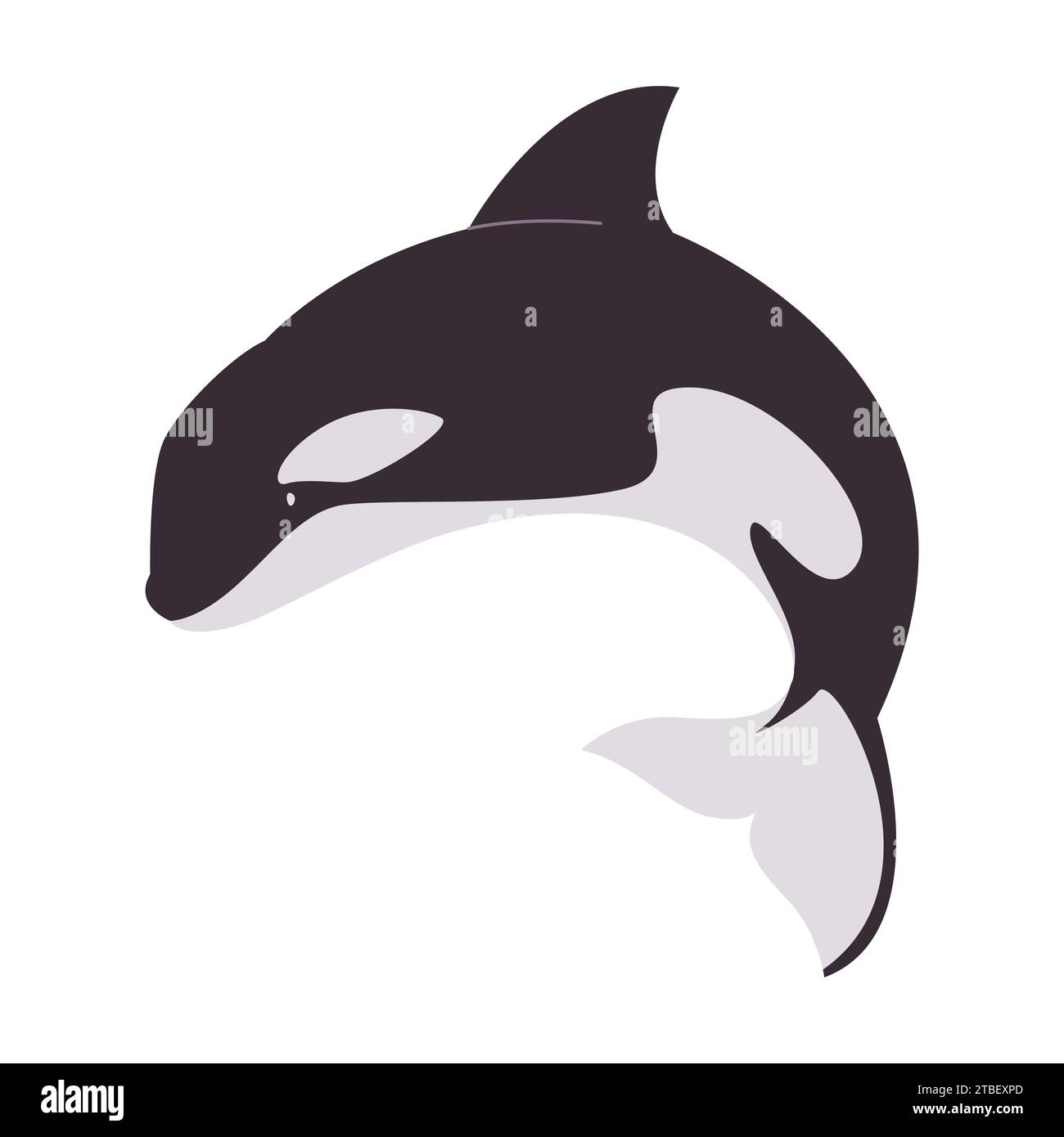 black and white color orca big animal marine mammal large predator