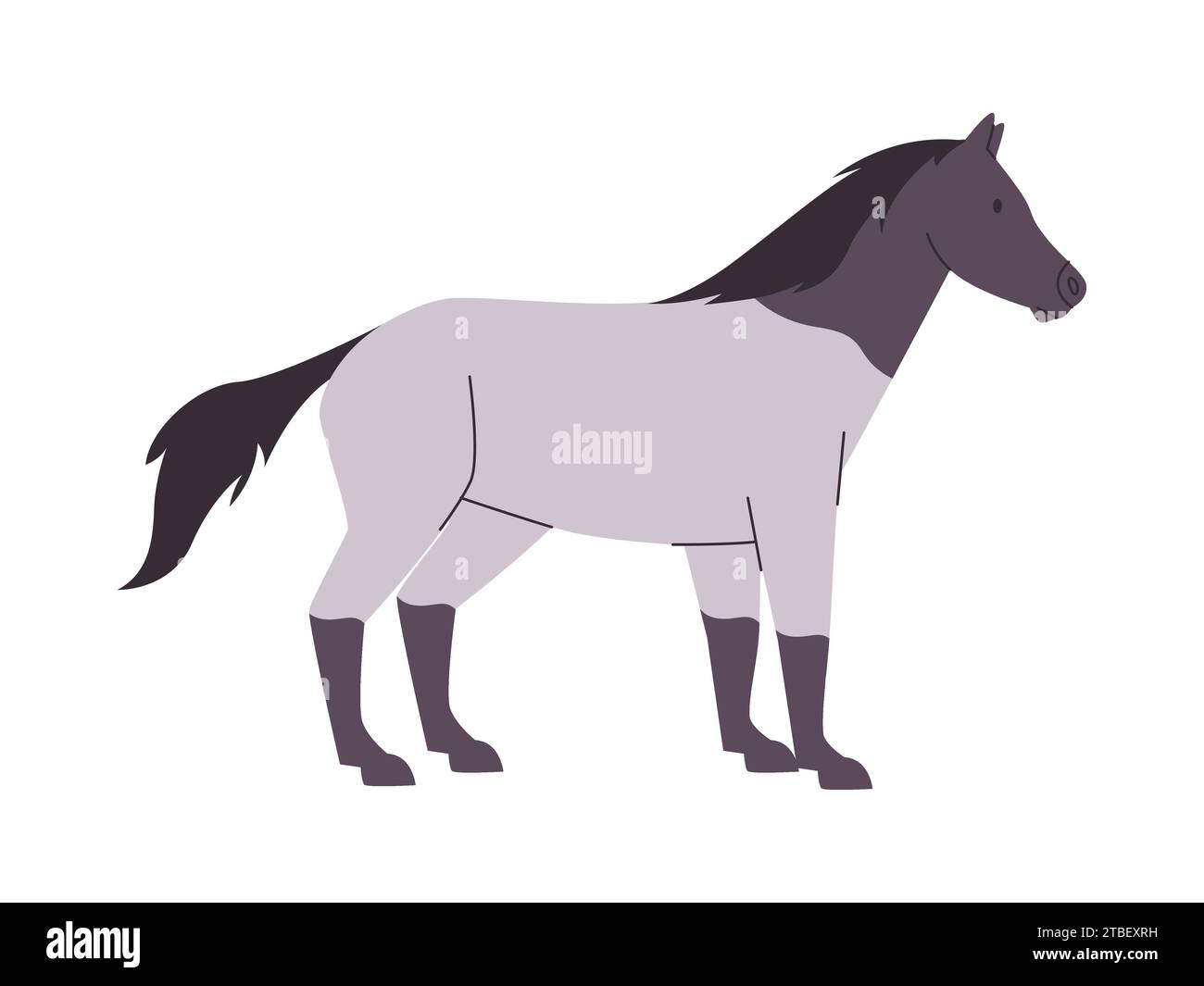 white and gray color horse mare or stallion wild nature mammal animal have tail and power fast run Stock Vector