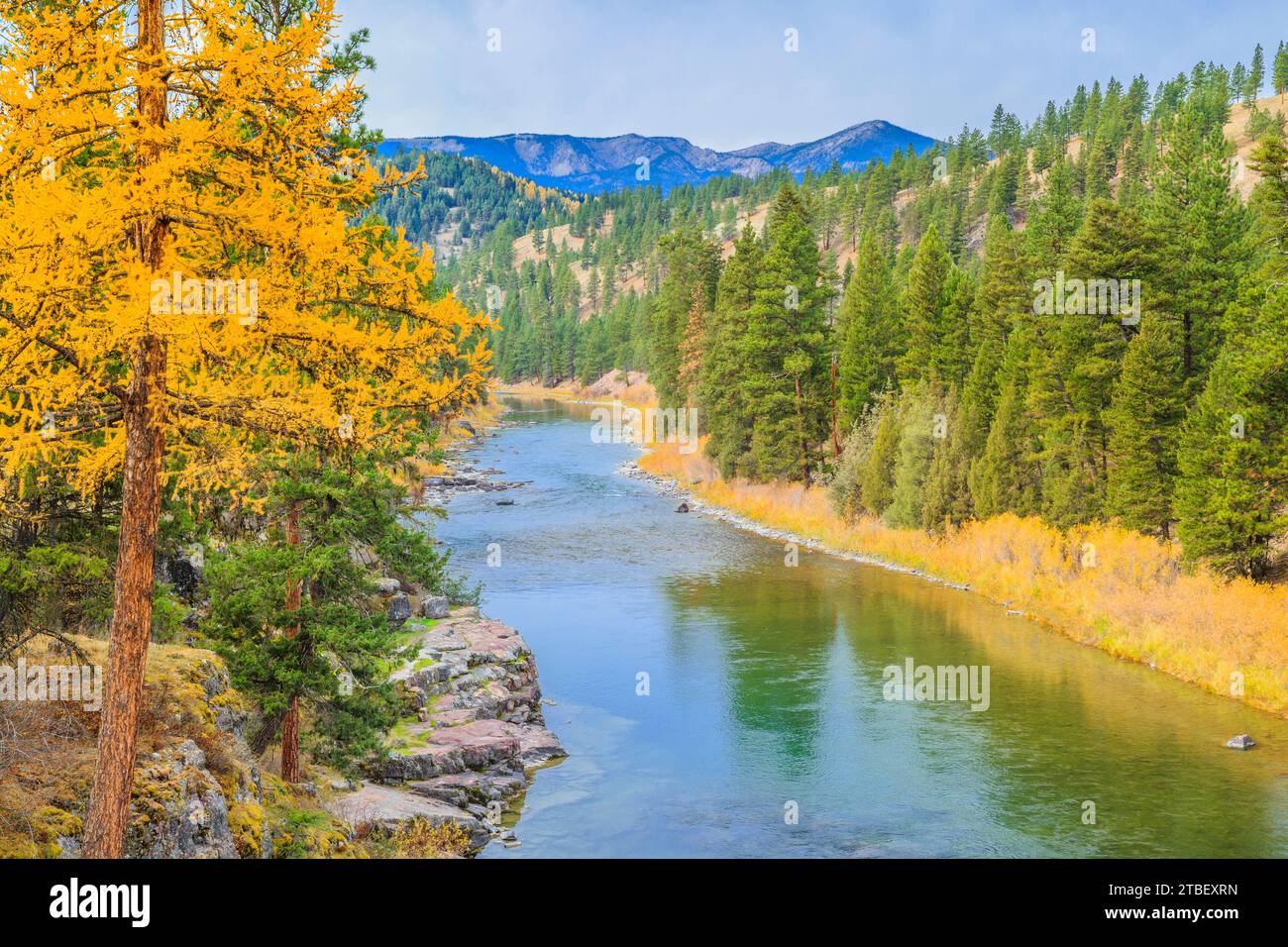 fall colors of larch along the blackfoot river near potomac, montana Stock Photo