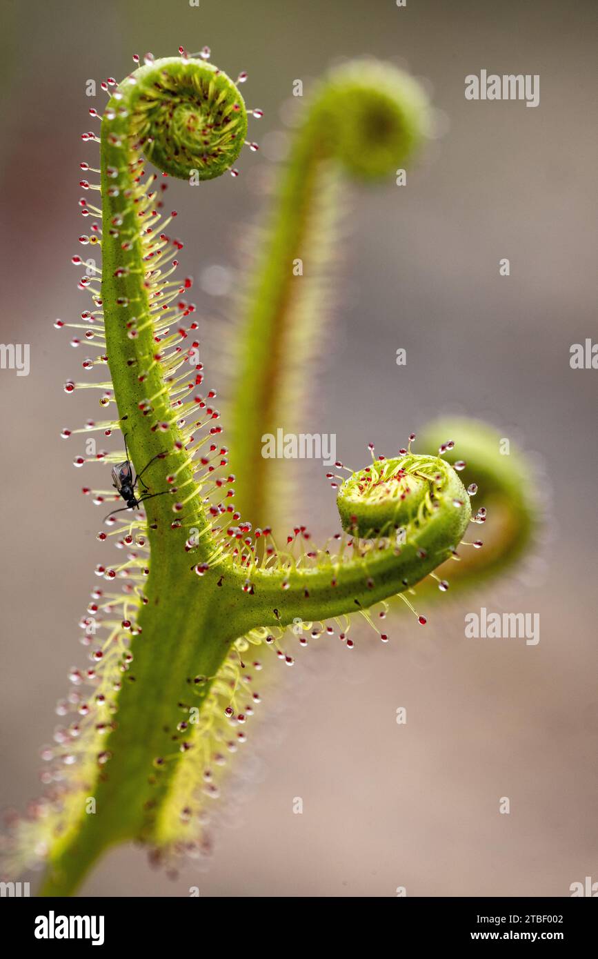Forked Sundew plant showing sticky droplets for catching insects Stock