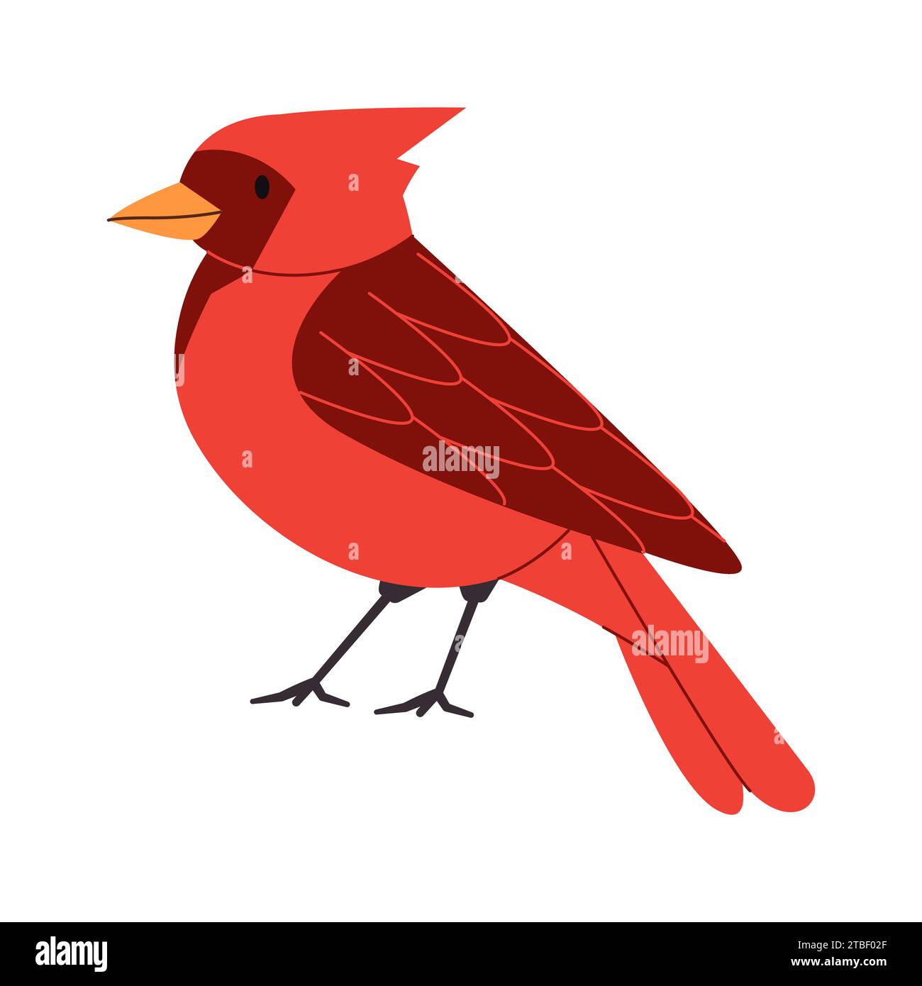 red color small bird northern cardinal species pretty cute nature