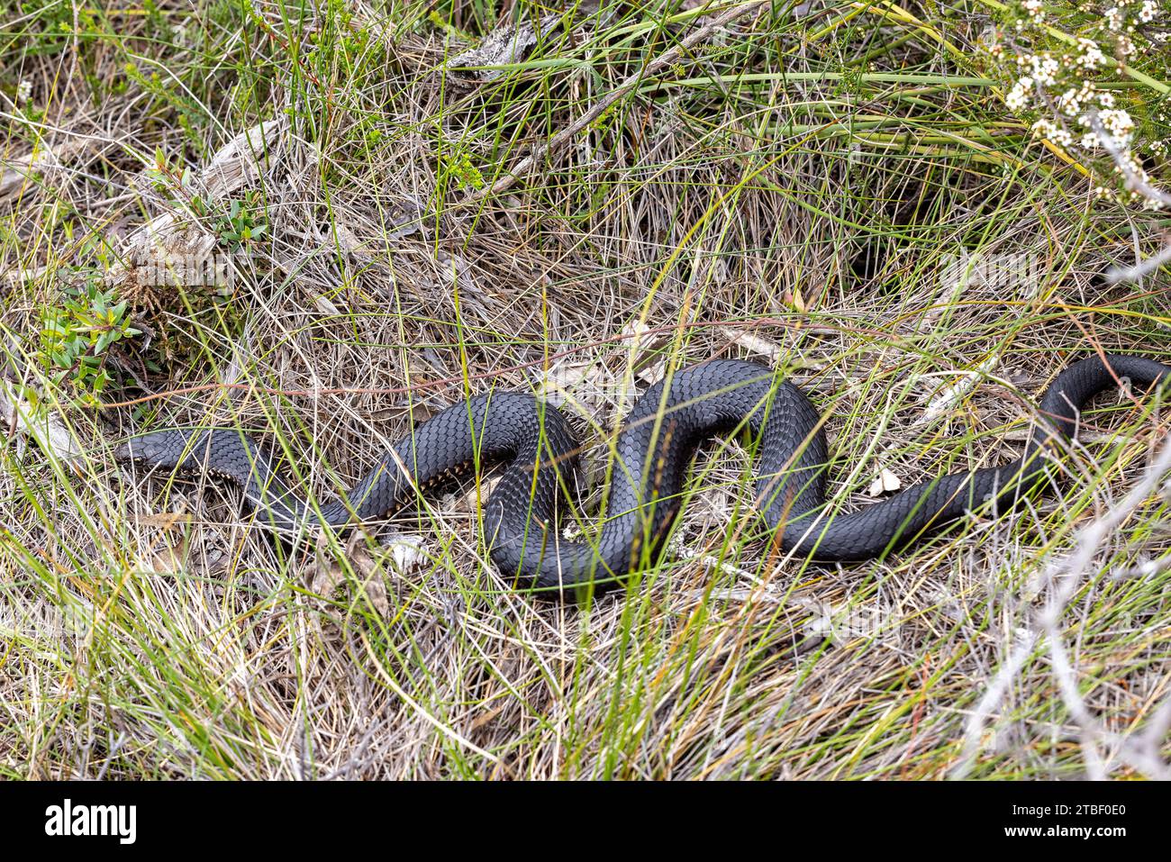 Australian Highlands Copperhead Snake basking in grass Stock Photo Alamy