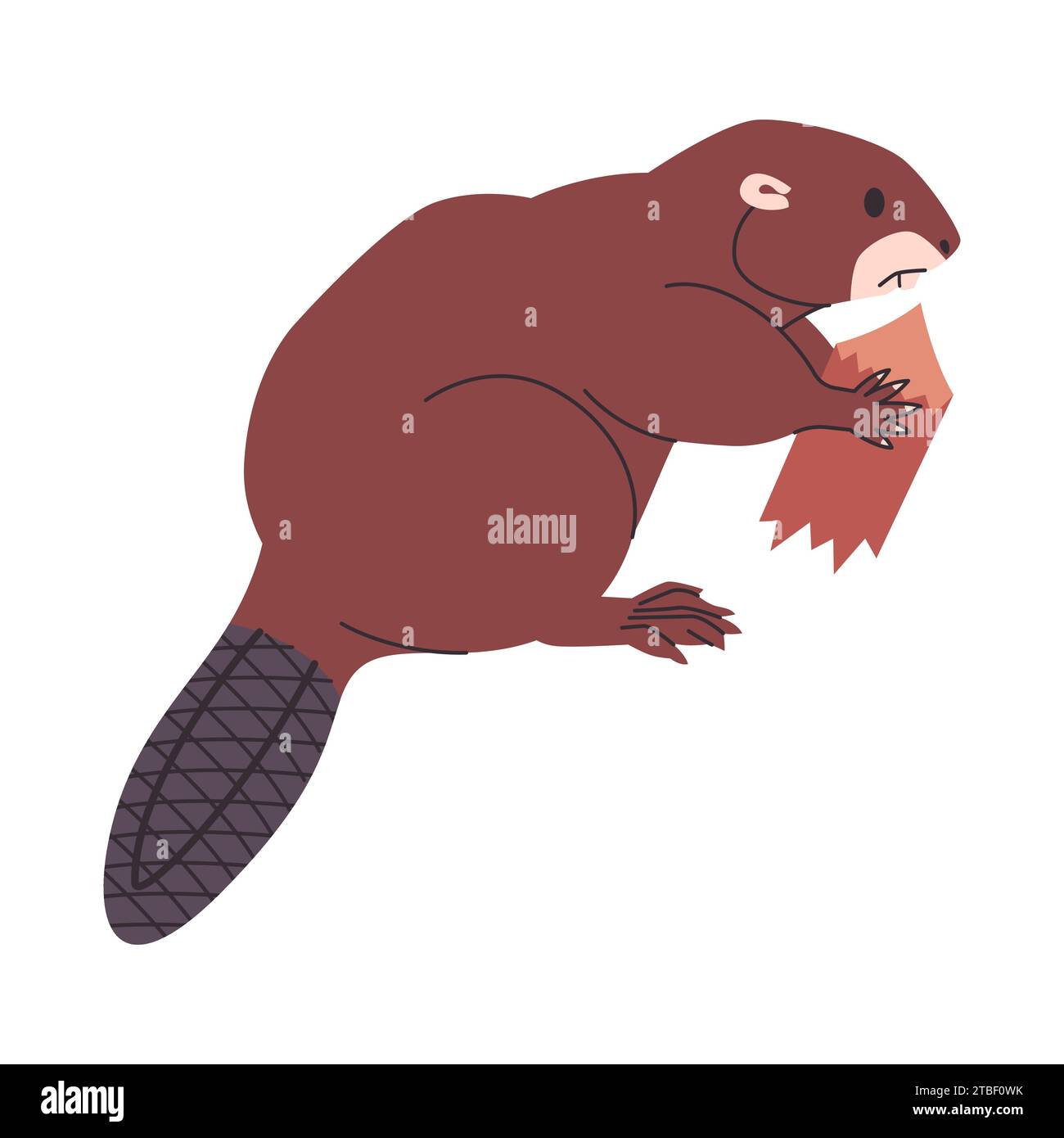 brown color beaver holding wooden and semiaquatic herbivores animal wild nature environment mammal creature Stock Vector