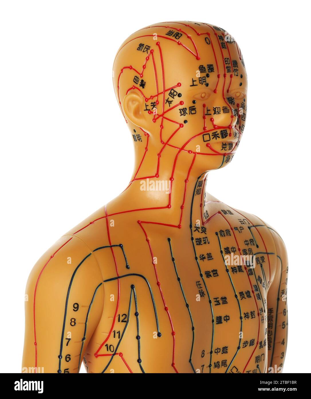 Acupuncture alternative medicine. Human model with dots and lines