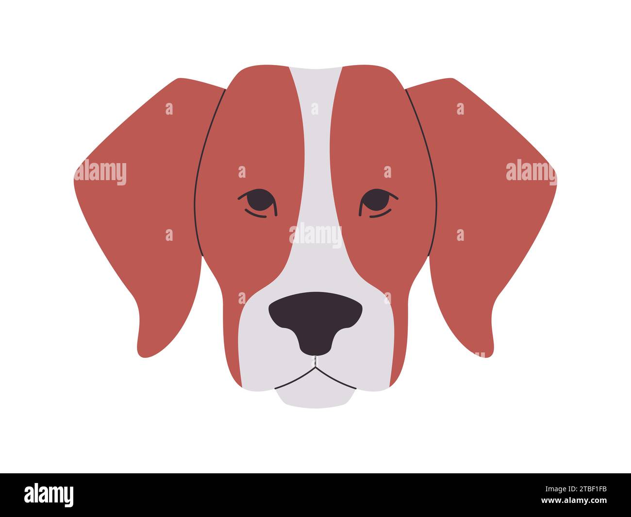 brown and white color head american foxhound dog breed mammal domestic animal cute funny adorable pet Stock Vector