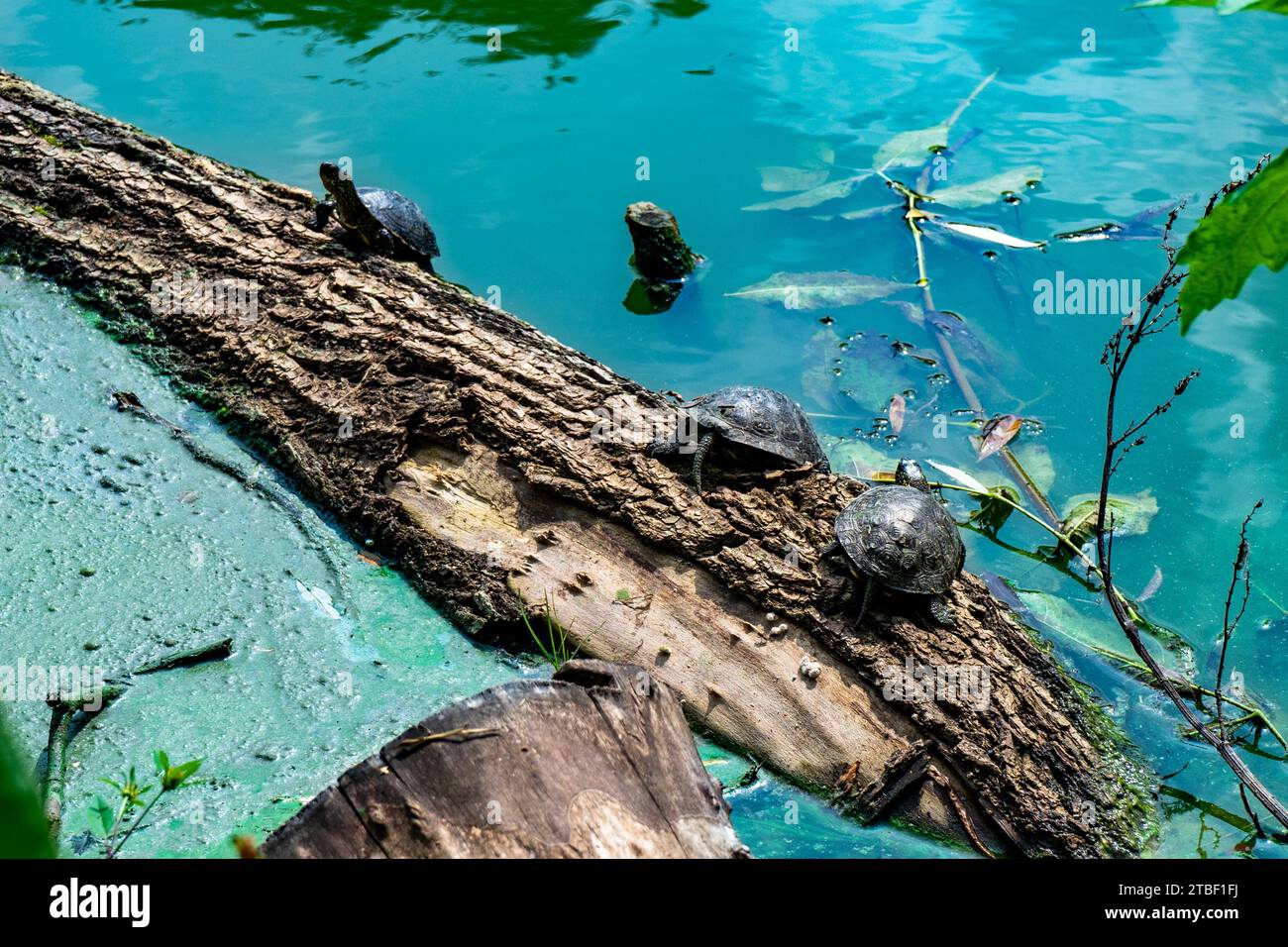 Turtles climb the trunk of a tree that has fallen into the lake. Stock Photo