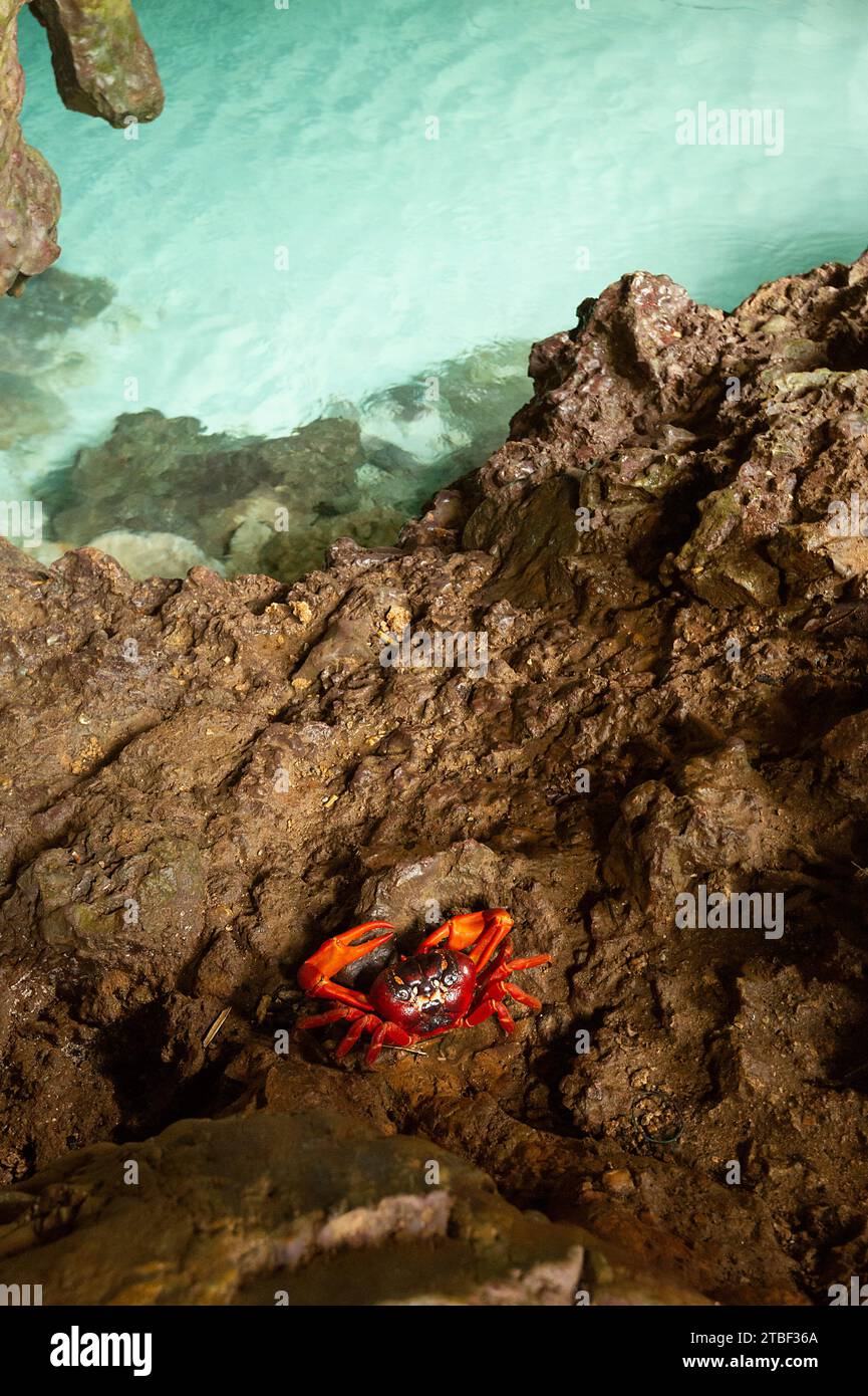 Red Crab (Gecarcoidea natalis) at the popular Grotto, Christmas Island, Australia Stock Photo