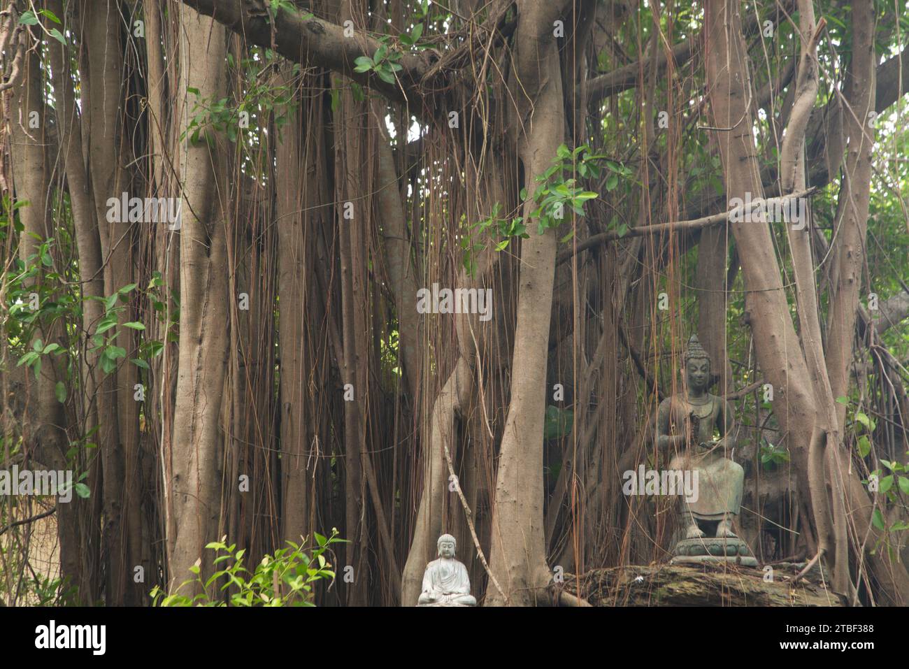 A large banyan tree is decorated with a small Buddha statue. At Wat Tha Mai temple. Located at samut Sakhon Province in Thailand. Stock Photo