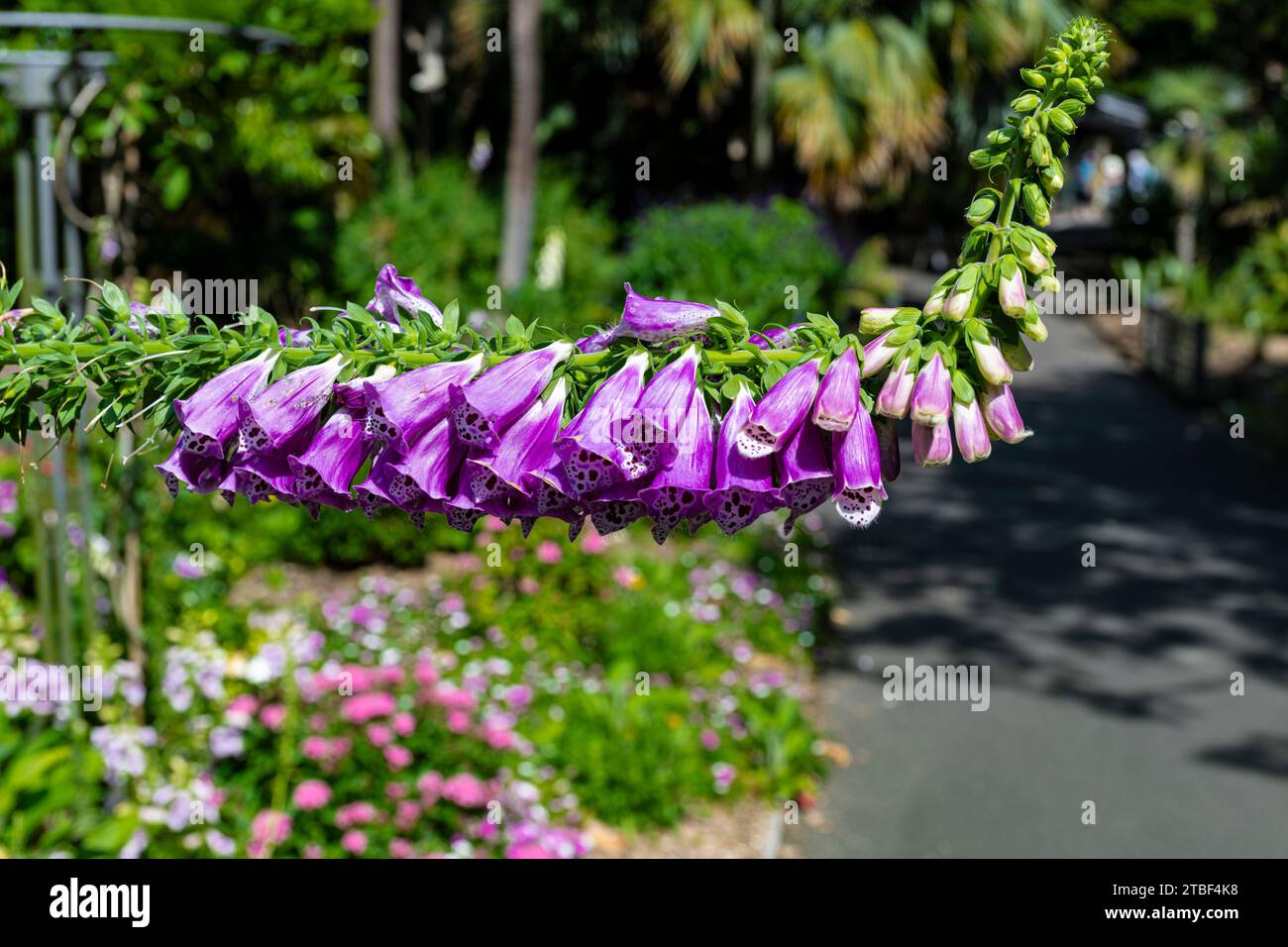 Sydney city skyline flowers hi-res stock photography and images - Alamy