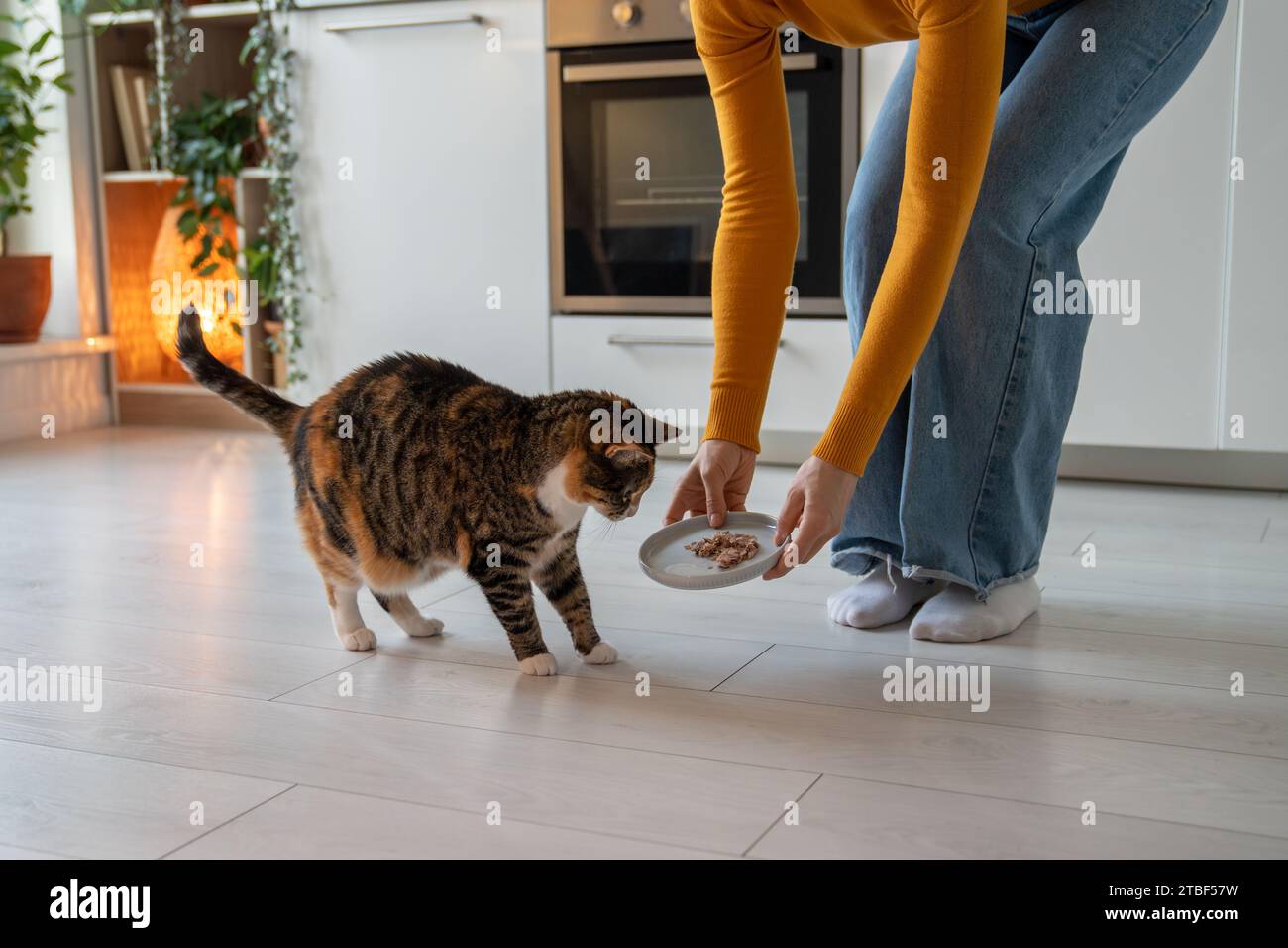 Obese cat sniffing new meal proposed by pet owner. Selective eating, domestic pet overweight problem Stock Photo
