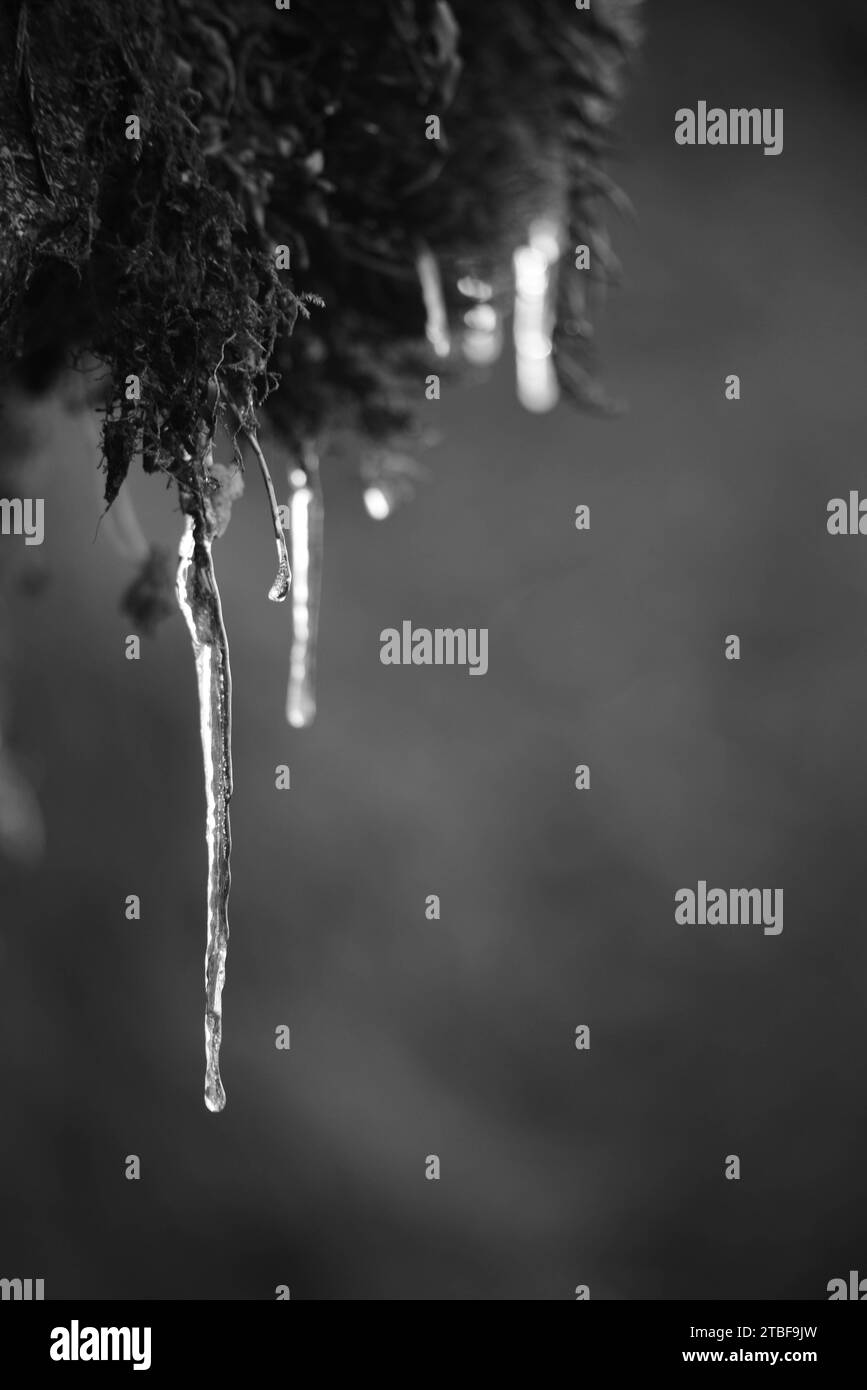 Moss ice Black and White Stock Photos & Images - Alamy