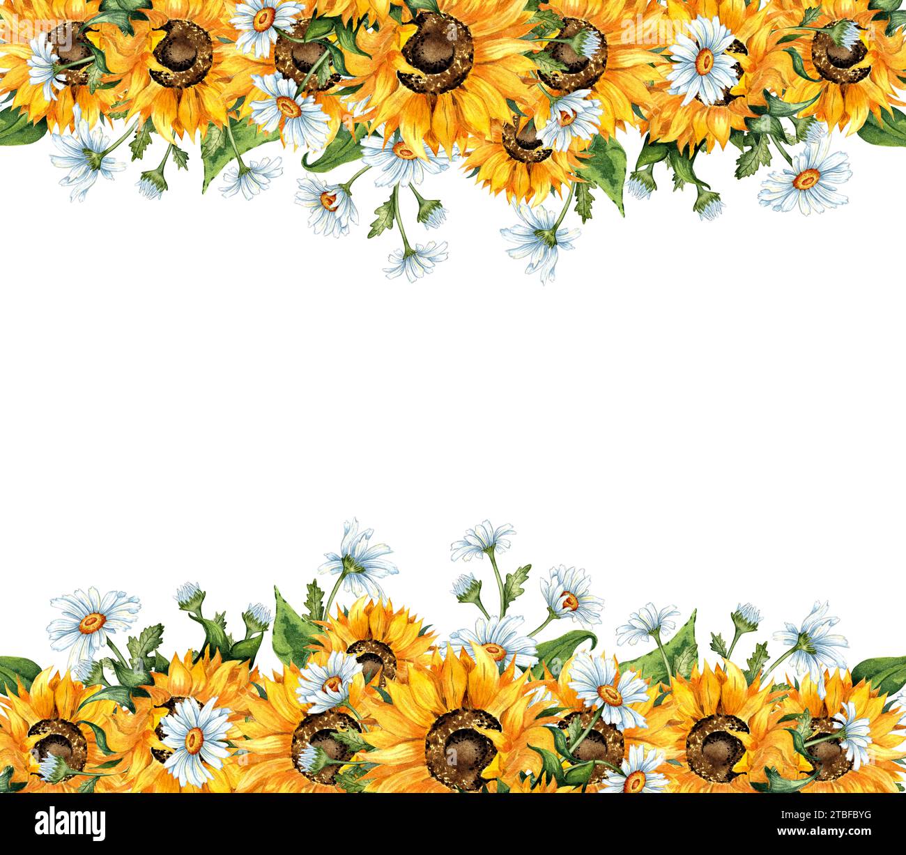 Watercolor illustration of a frame of yellow sunflowers and white