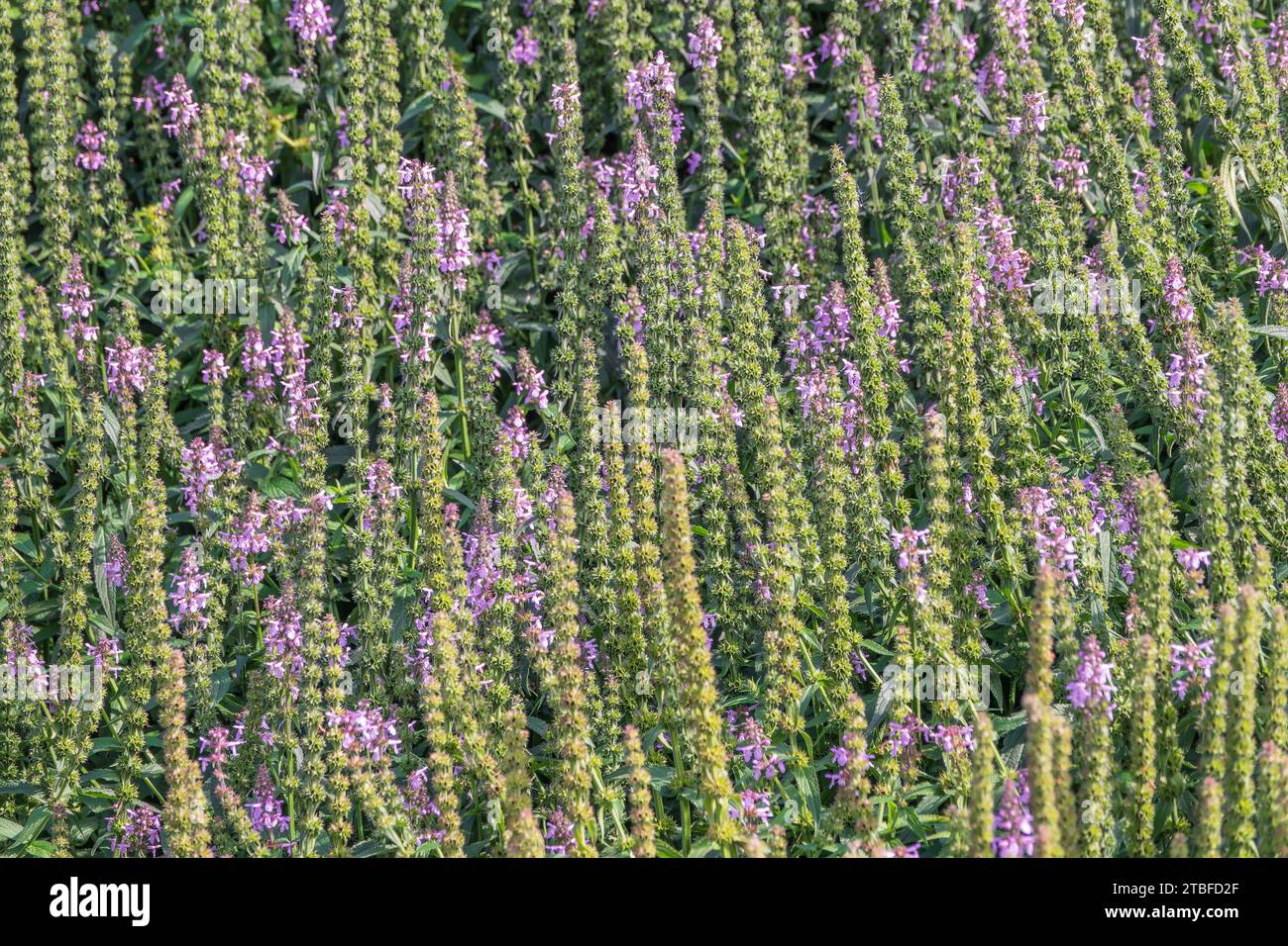 Close up of stachys officinalis, Betonica officinalis foliage. Betonica officinalis Stock Photo
