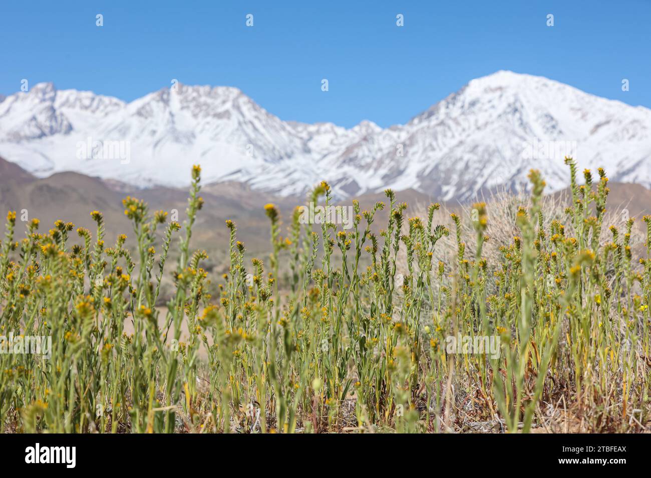 A scenic view of a mountainscape with snow-capped peaks and a foreground of small yellow wildflowers in the Eastern Sierra region of California Stock Photo