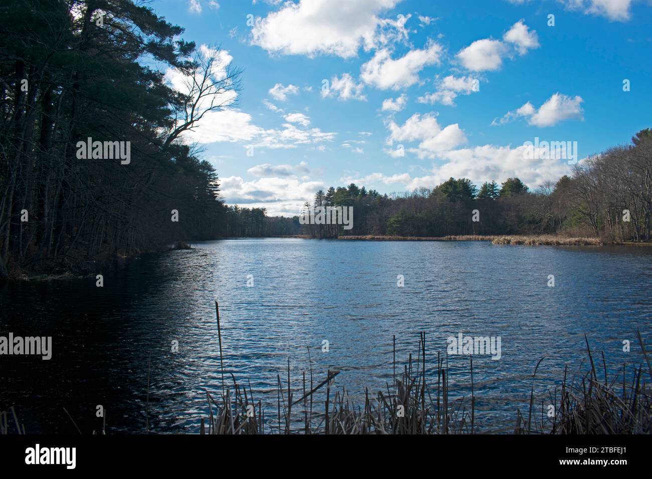 Tree lined pond in Sudbury, Massachussetts, that supplies the historic ...