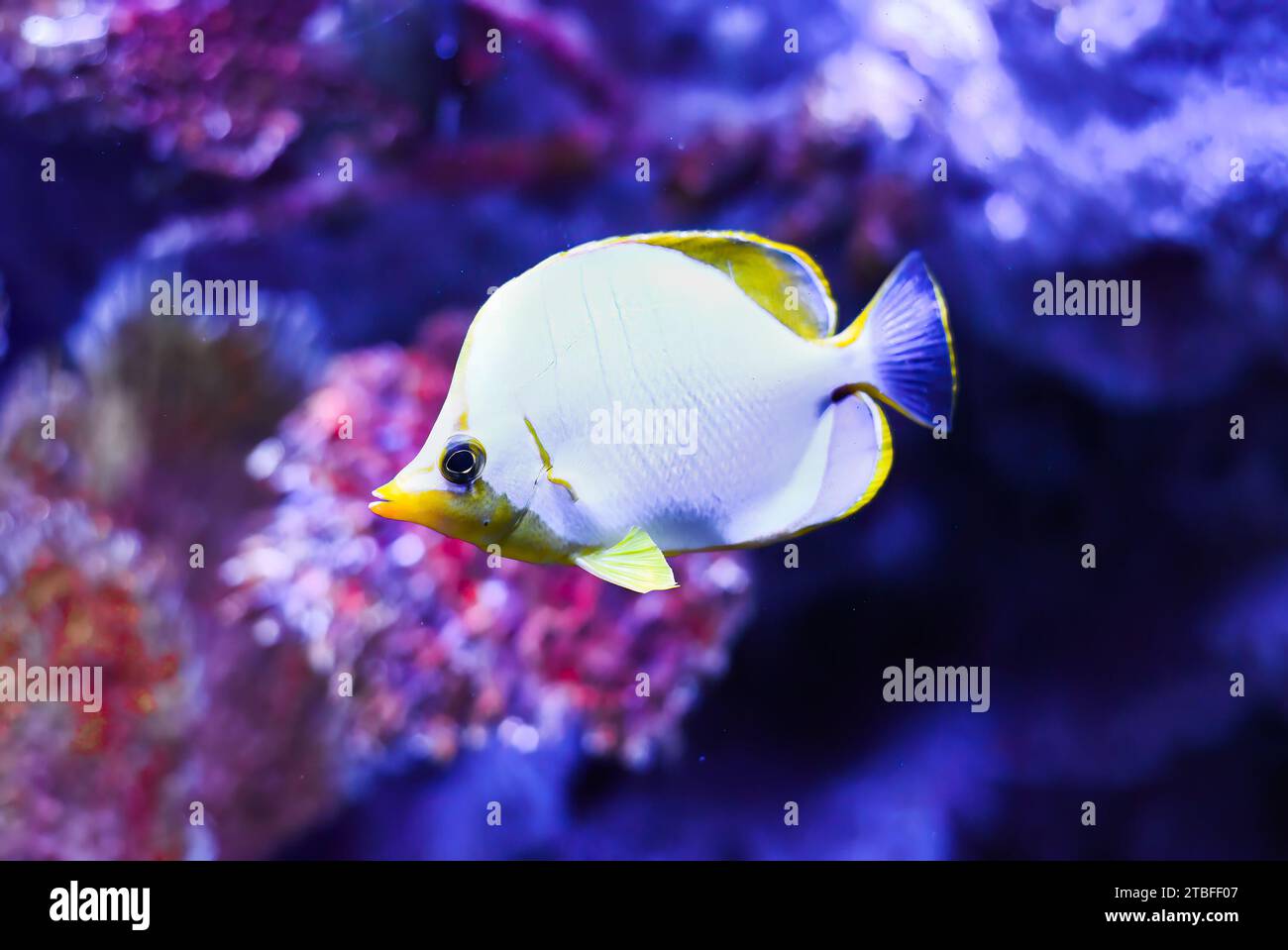 Chaetodon xanthocephalus, known commonly as the Yellowhead butterflyfish in aquarium in Thailand Stock Photo
