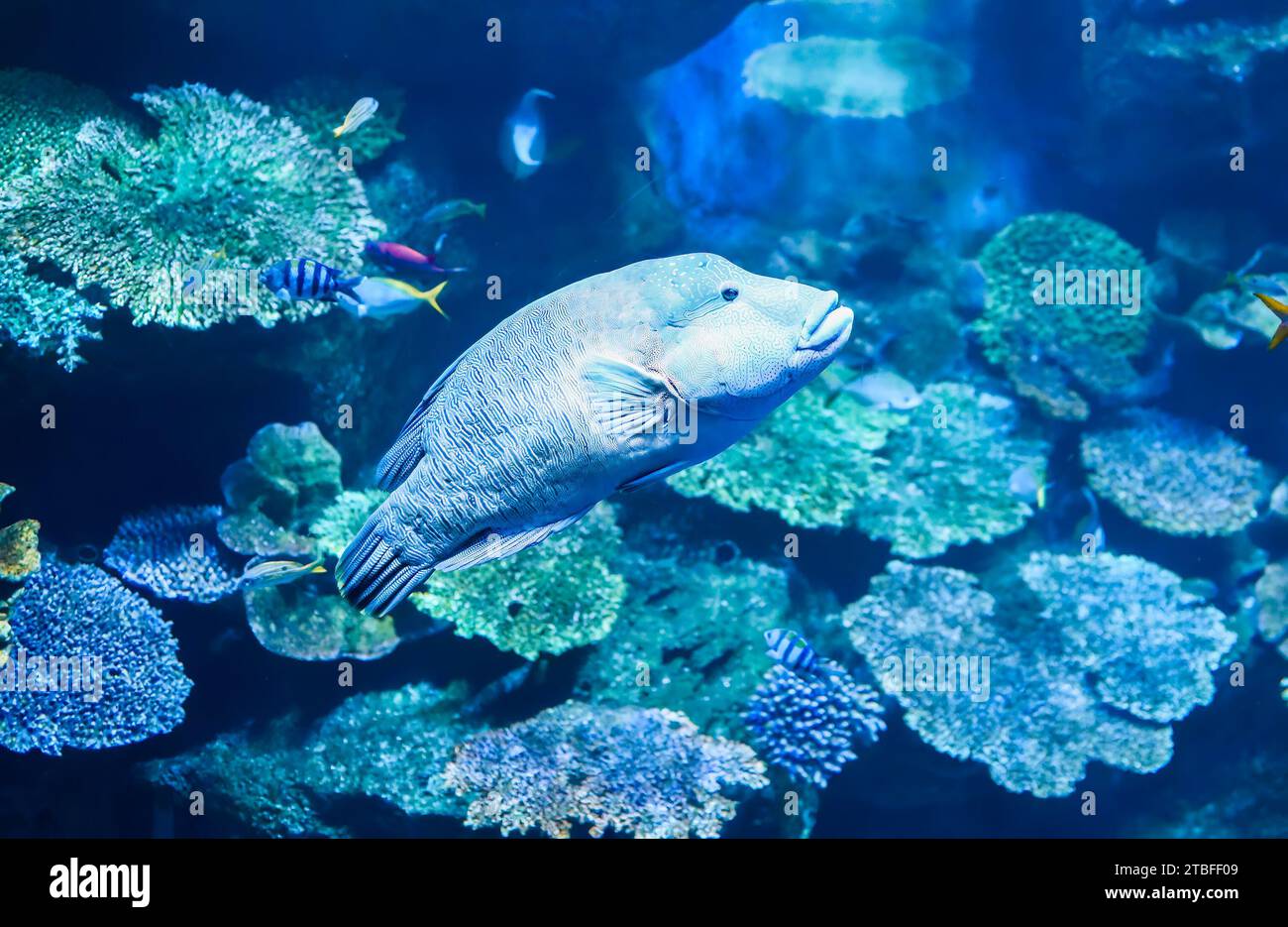 The humphead wrasse (Cheilinus undulatus) also known as the , Napoleon wrasse, Napoleon fish, Napoleonfish in aquarium in Thailand Stock Photo