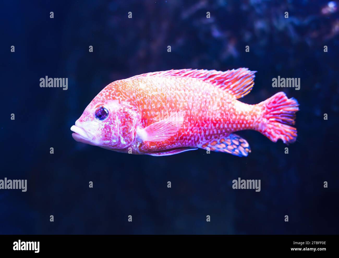 Firefish Dragon, Blood Firefish or Peacock Cichlid in aquarium in Thailand Stock Photo
