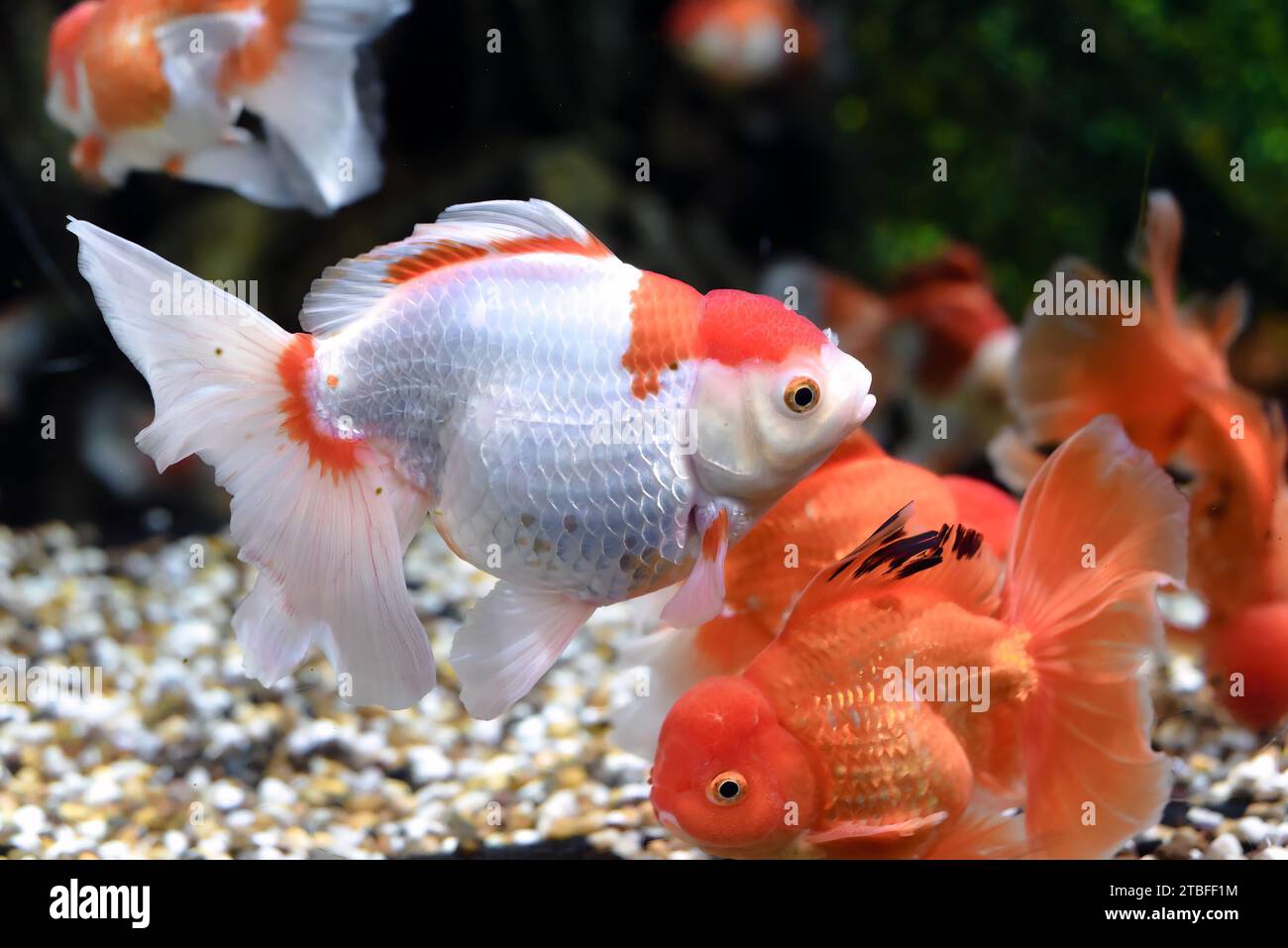 Orange oranda goldfish in aquarium Stock Photo