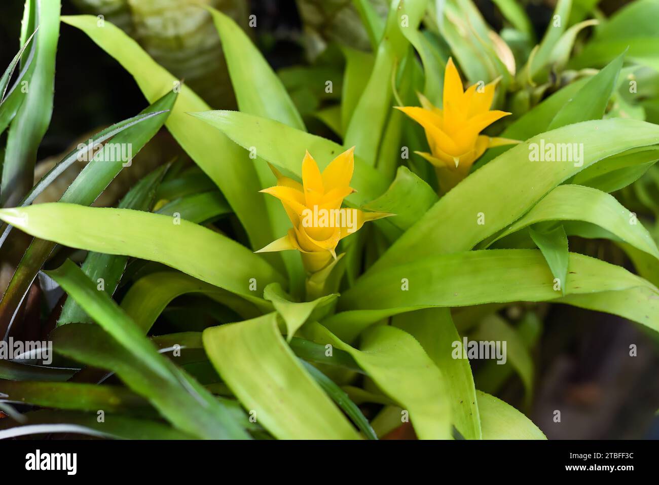 Canistropsis yellow flower close up Stock Photo