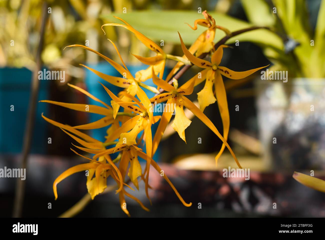 Brassia orchid yellow flower close up Stock Photo