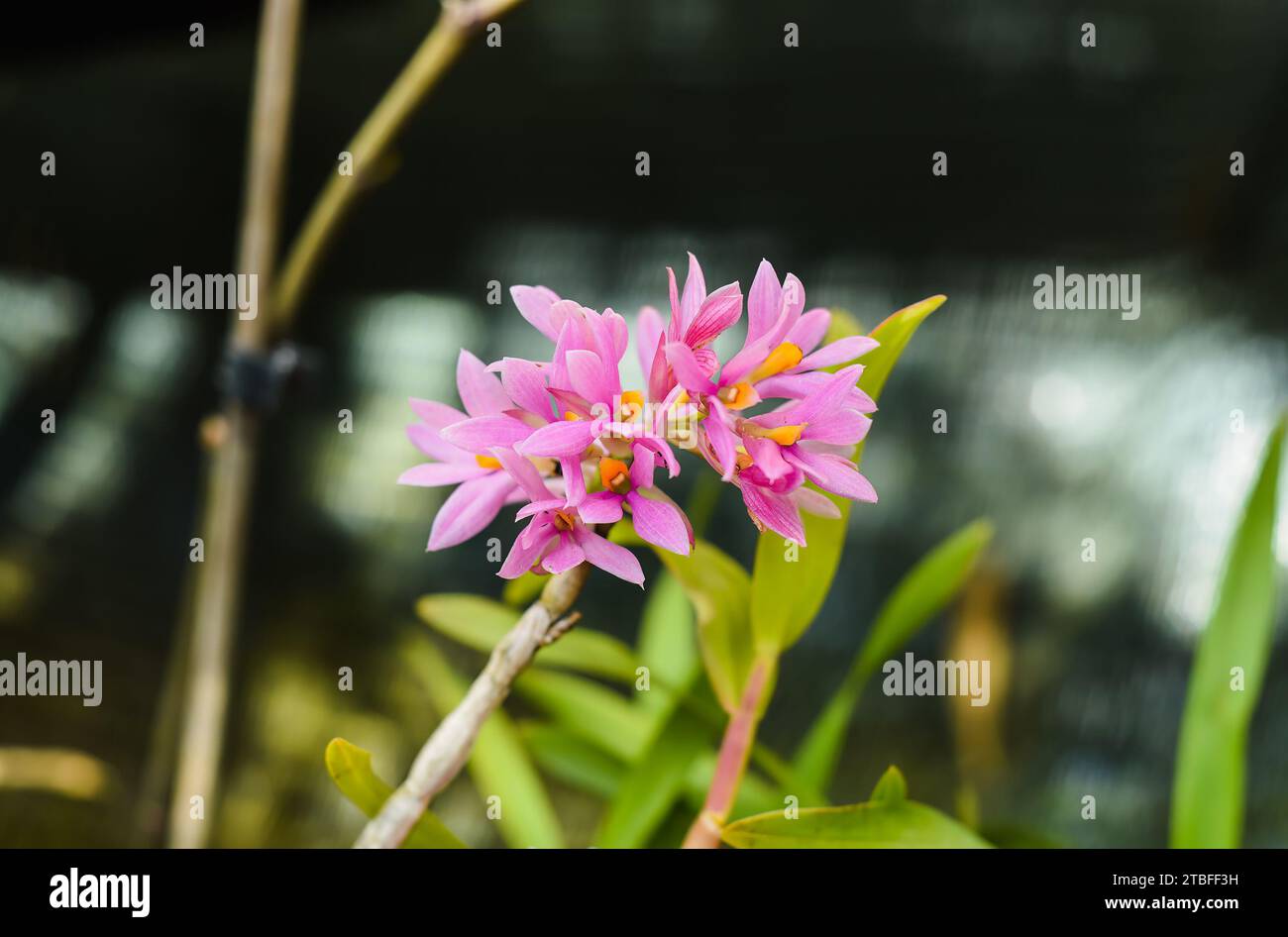 Pink flowers of Dendrobium bracteosum (bracted dendrobium) close up Stock Photo