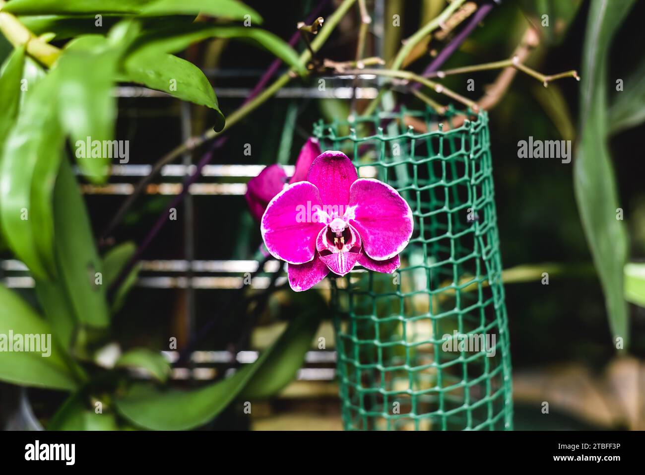 Doritaenopsis orchid known as Phalaenopsis pulcherrima Stock Photo