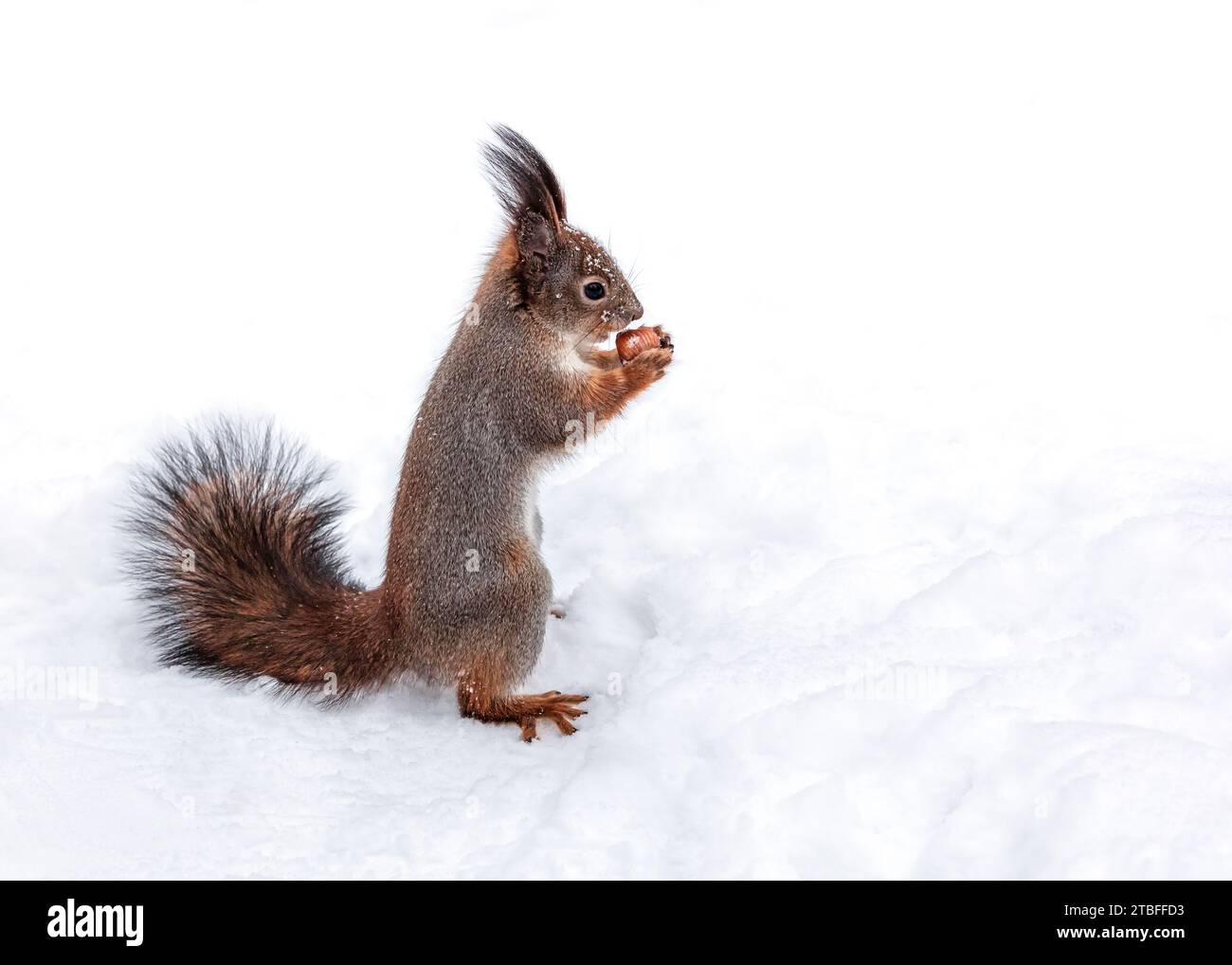 little red squirrel standing in snow with nut in paws. Stock Photo
