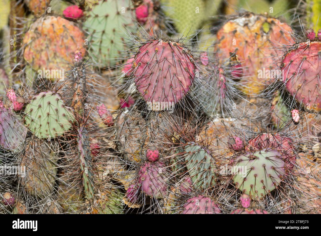 Santa Rita Prickly Pear Lit with Morning Sunlight. The Arizona Cactus Garden in Stanford, California, USA. Stock Photo