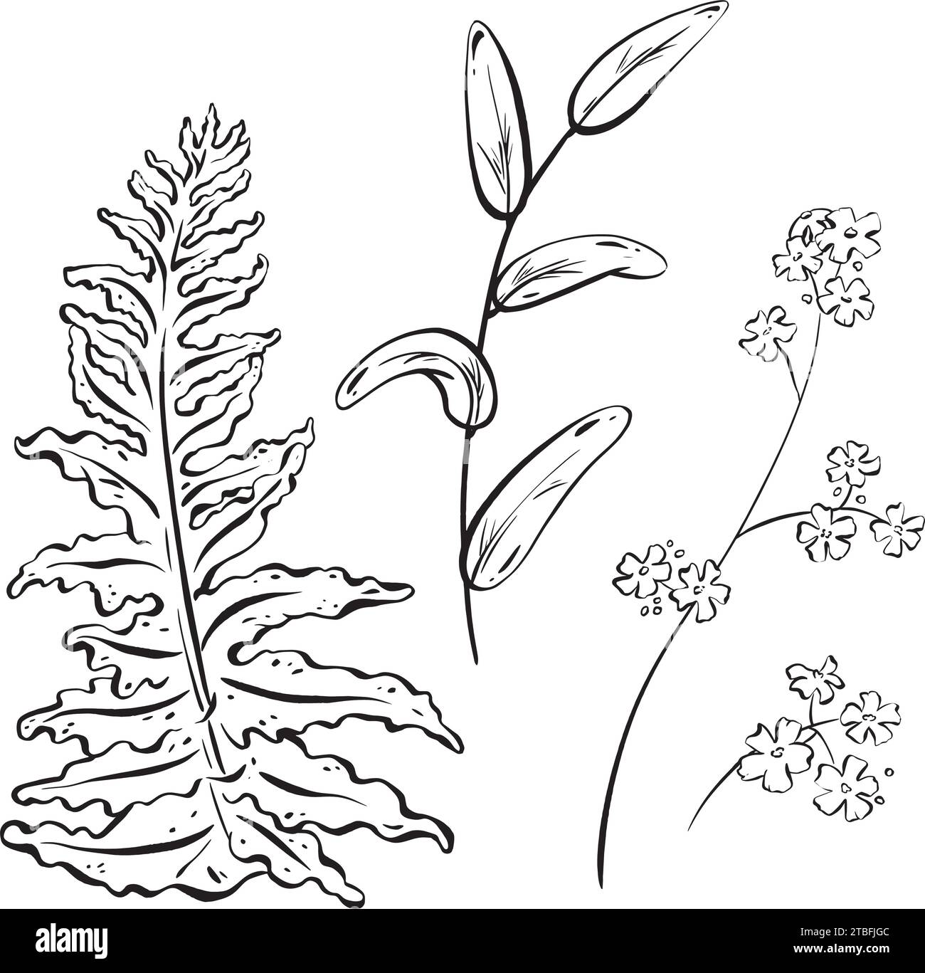 Ink: A collection of wildflowers. Hand-drawn field flowers and buds, along with a branch of forest herbs. gracefully detailed fern. Medicinal plants Stock Vector