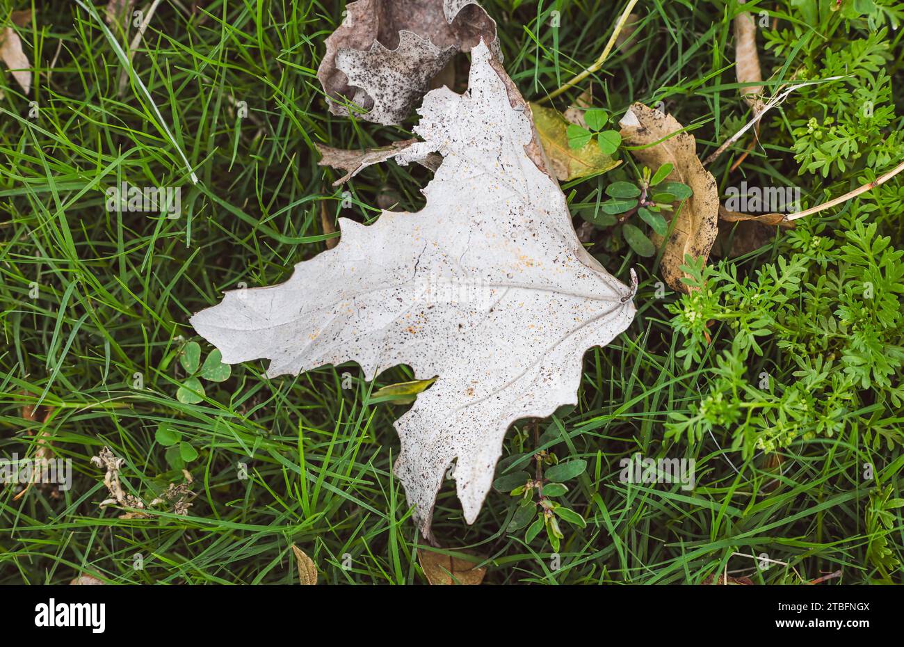 dry leaf on a background of green grass Stock Photo