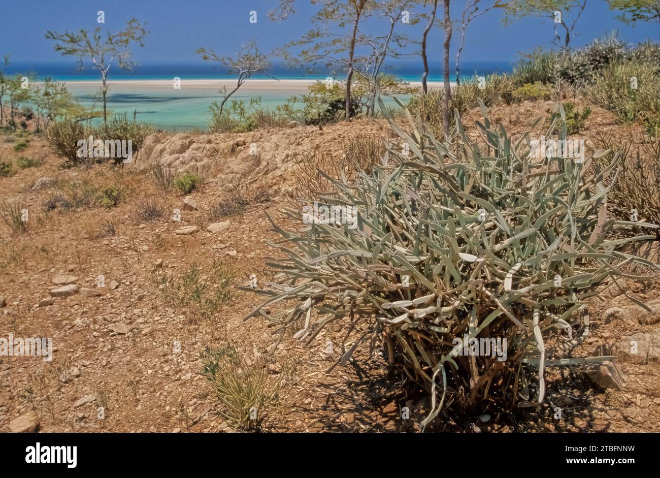 Euphorbia arbuscula is a species of plant in the spurge family (Euphorbiaceae). It is endemic to the archipelago of Socotra in Yemen. Stock Photo